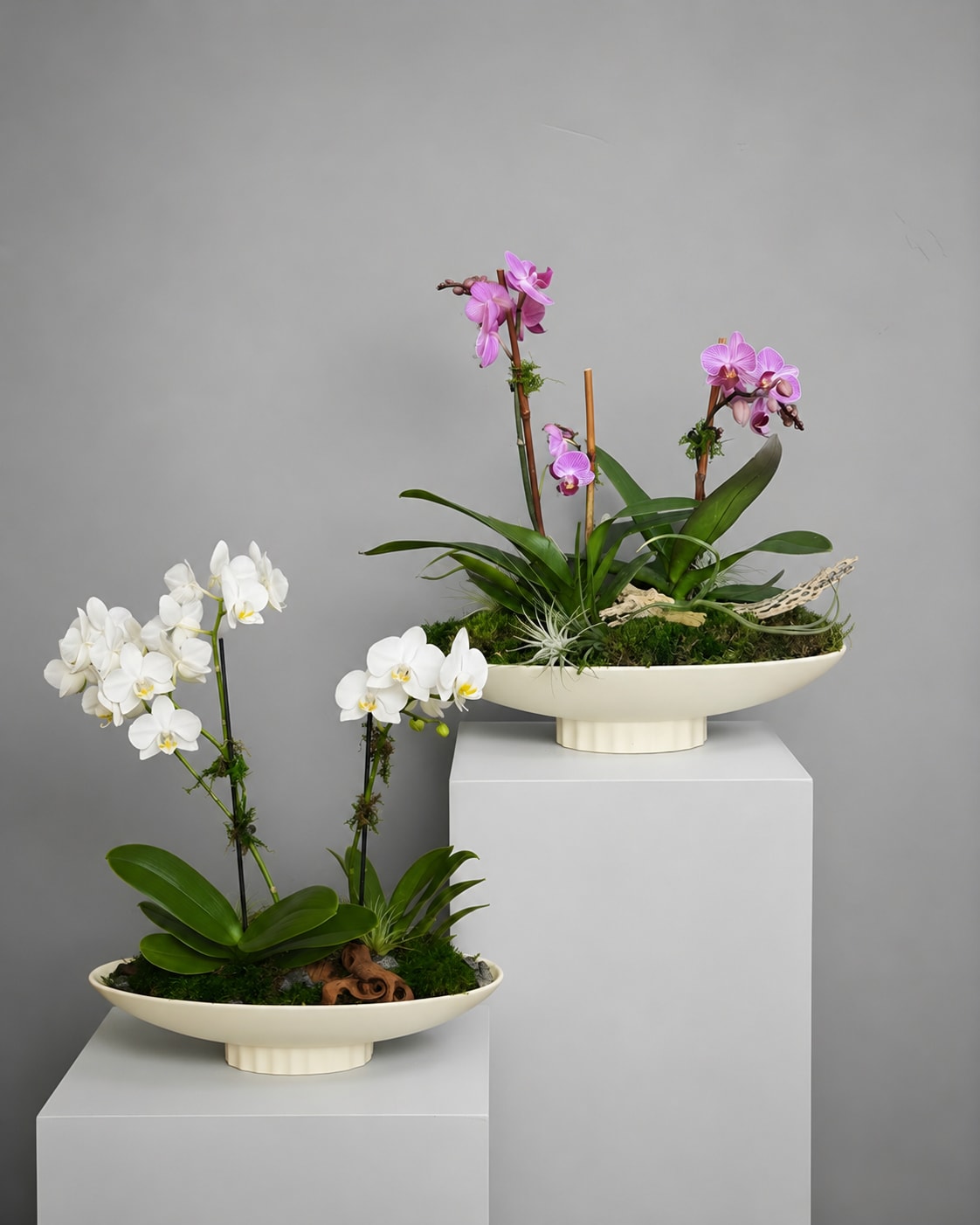 Orchid Dish Garden - Orchid color will vary. Because flowers follow the rhythm of the seasons, availability changes often. Your arrangement may differ slightly from the photo, but it will always reflect the same mood—fresh, artful, and beautifully composed.