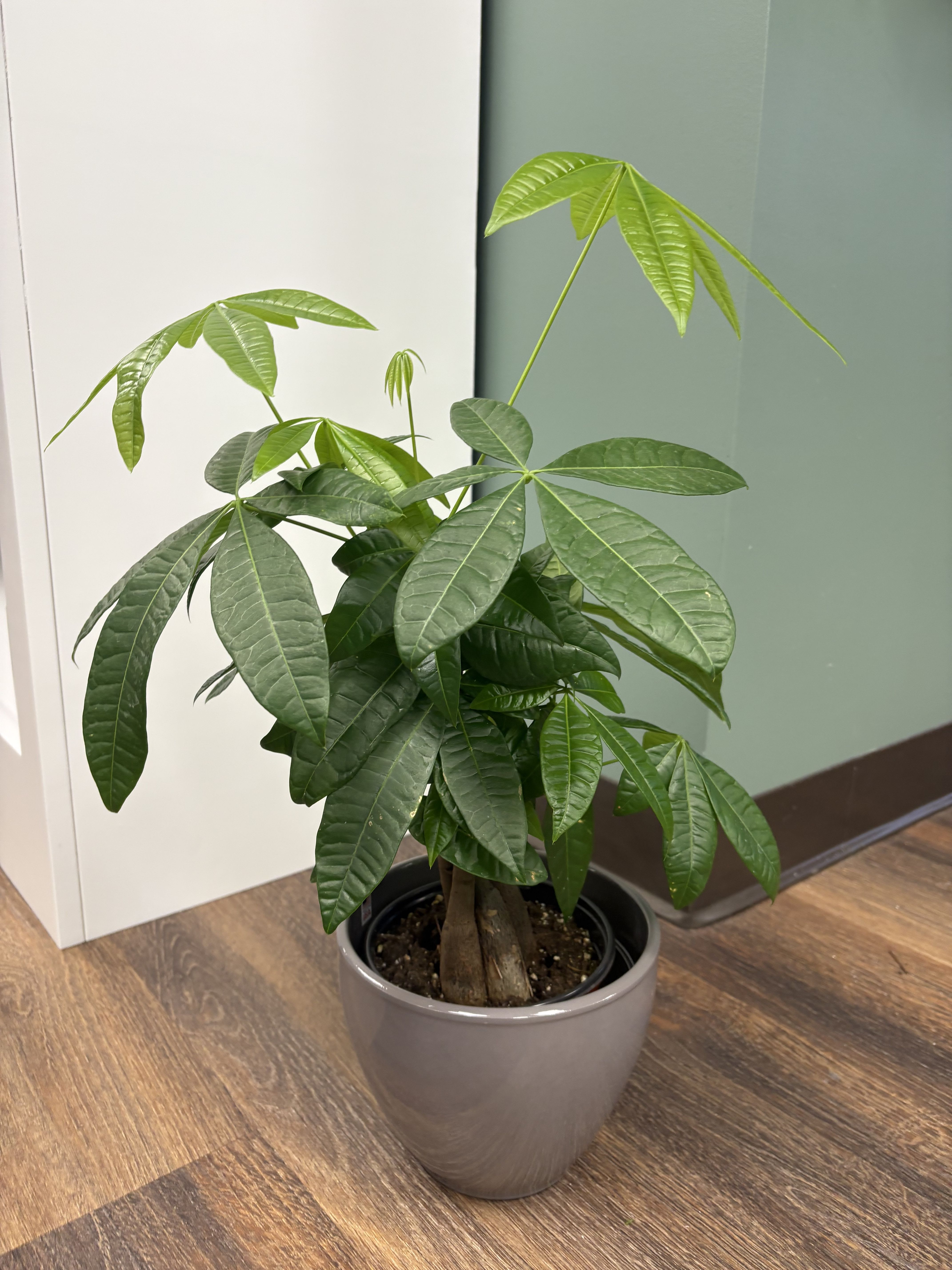 Money Tree - A symbol of luck and prosperity, the Money Tree is an easy-care plant with a signature braided trunk and bright green leaves. Perfect for homes, offices, and gifts. 
