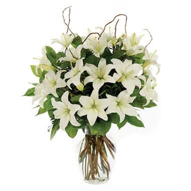 Loving Lilies-White - This graceful arrangement of white Asiatic lilies in a classic urn container communicates truly heartfelt sentiments of sympathy. Measures 24"H by 20"L.