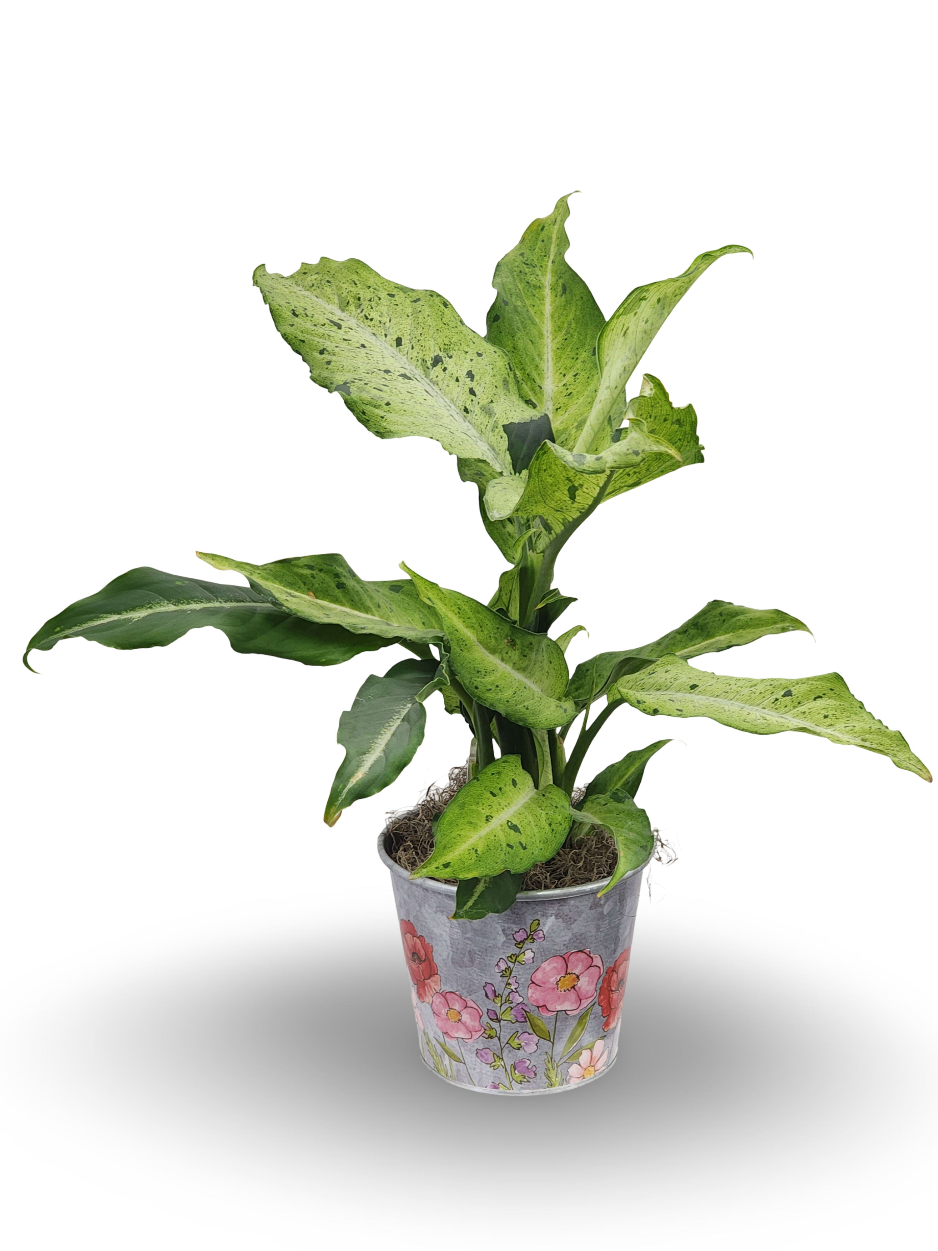 6" Dieffenbachia Plant - This plant is a lovely addition to your home and easy to care for. Can be planted outside. Highly toxic to pets.  Approximately 22" tall by 11" wide.