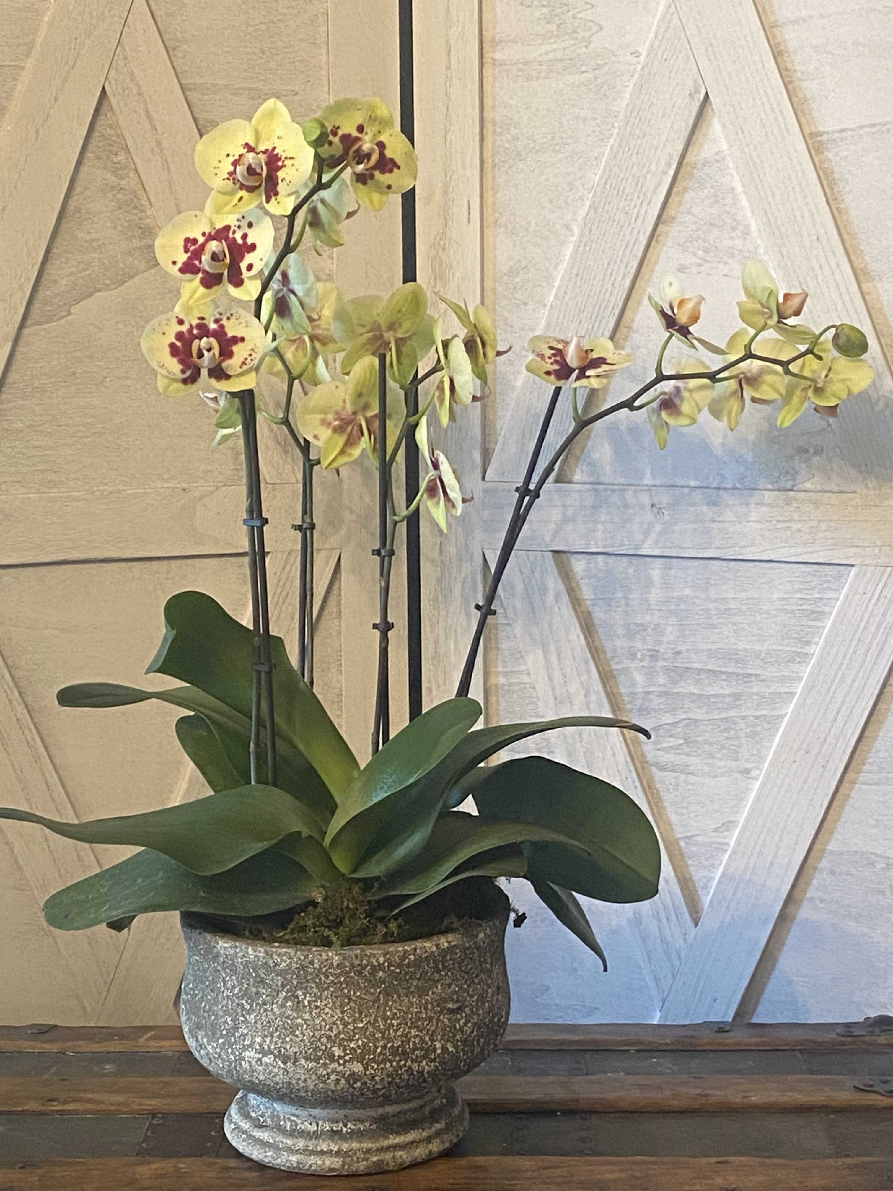 Potted yellow orchid plant with spotted blooms in a stone planter