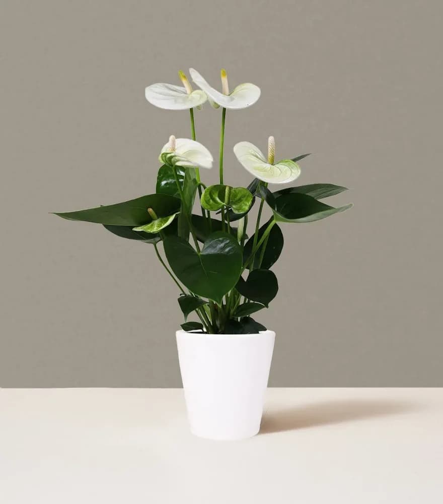 White Anthurium Plant - About White Anthurium Plant With their heart-shape petals and lavish glossy leaves, this anthurium plant is certain to dazzle. Its white basket adds rich texture and timeless charm.