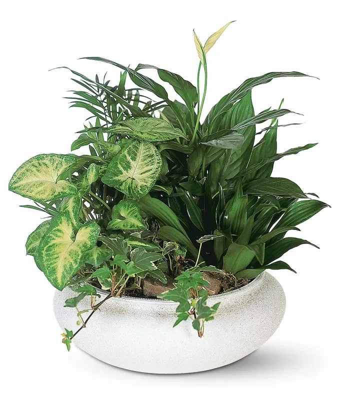 Mixed green houseplants in a white bowl planter