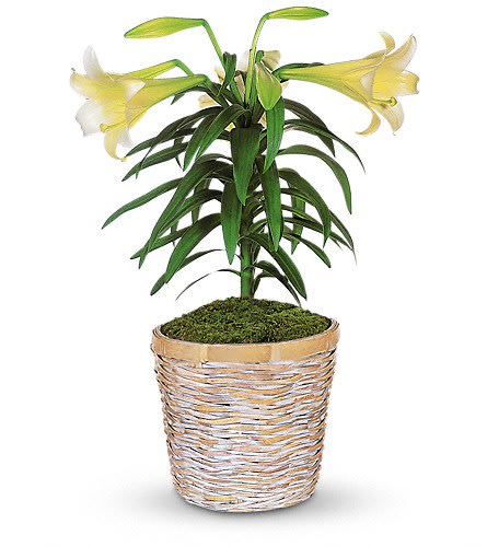 Easter Lily Plant - This classically beautiful white lily plant with its long graceful leaves is the perfect choice for Easter or spring celebrations. One white Easter lily arrives in a decorative basket