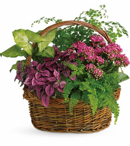 Basket of mixed potted plants with pink flowers and green foliage