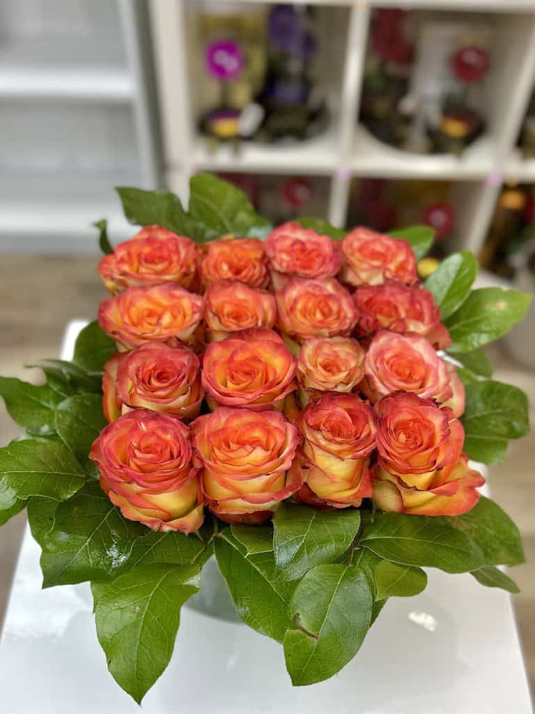 Low arrangement of orange yellow roses tightly packed in a square framed by glossy green leaves