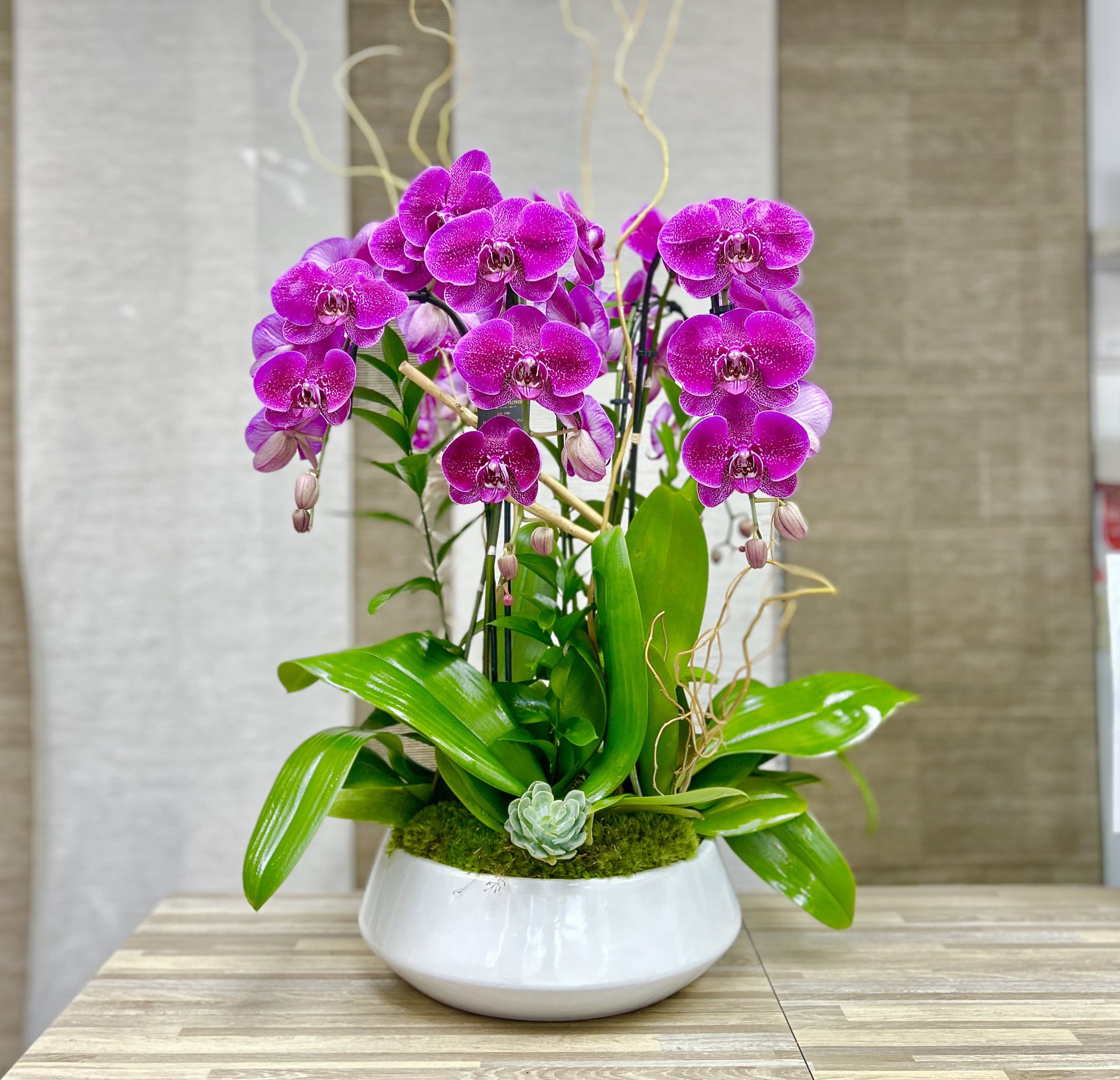 3 Orchids Plant Ceramic Vase - Hot Pink - 3 Orchids Plant Ceramic Vase: Phalaenopsis orchids artistically decor in our white ceramic round vase.