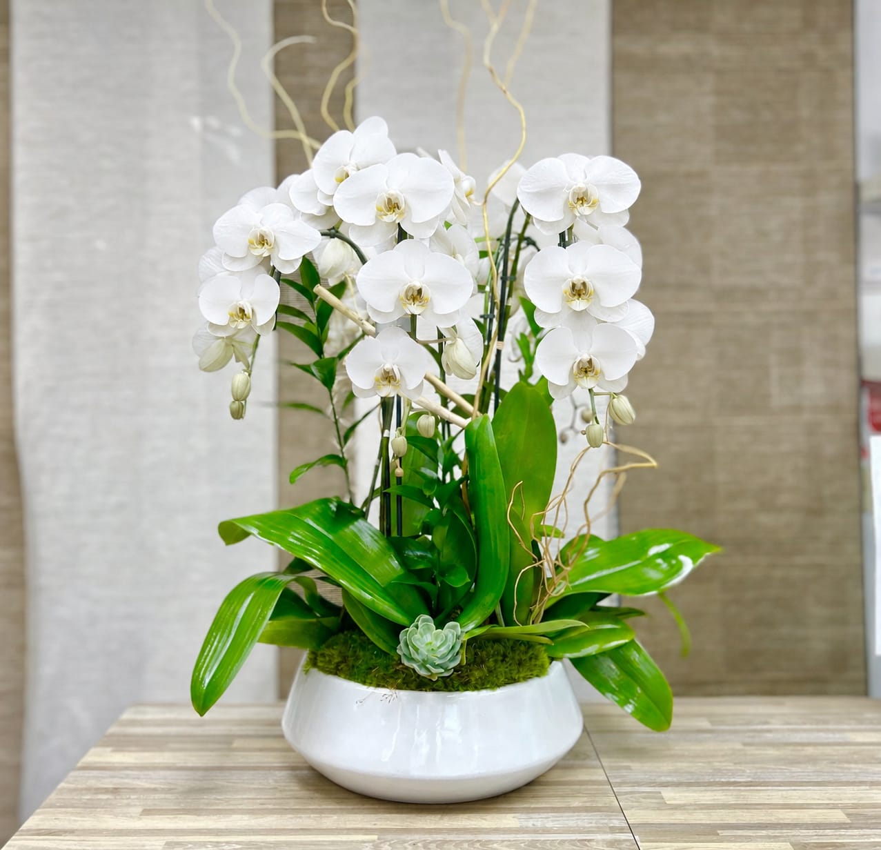3 Orchids Plant Ceramic Vase - White - 3 Orchids Plant Ceramic Vase: Phalaenopsis orchids artistically decor in our white ceramic round vase.