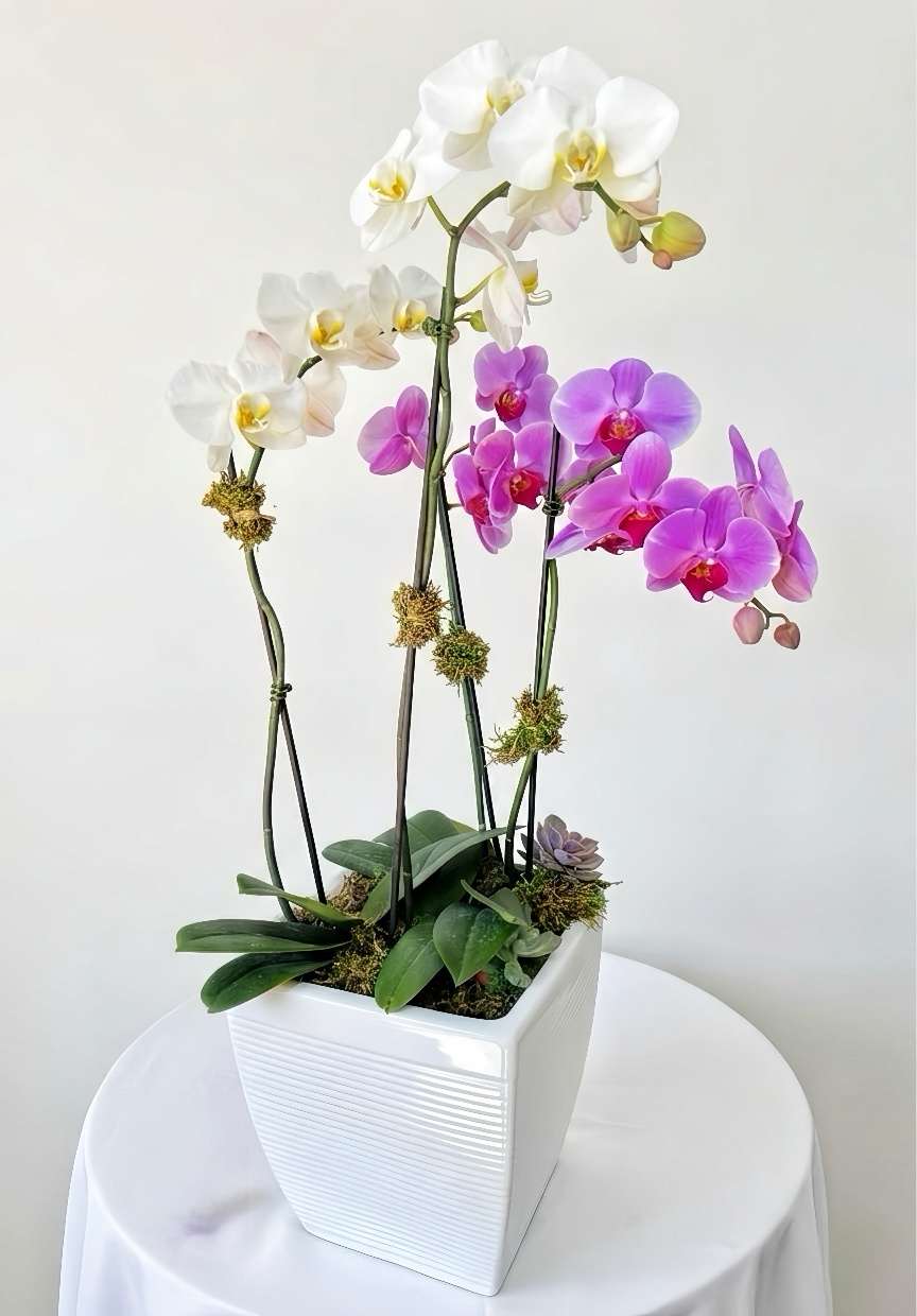 White and pink orchids arranged in a square white planter