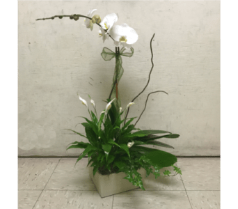 White orchid arrangement in a square container with green foliage