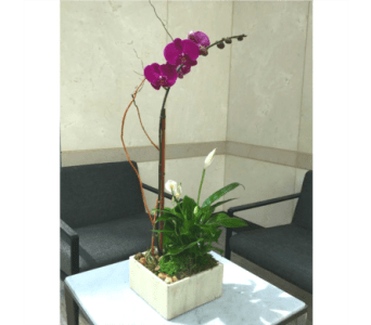 Potted orchid arrangement with purple blooms in a square white planter