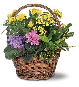 Mixed potted flowers in a wicker basket