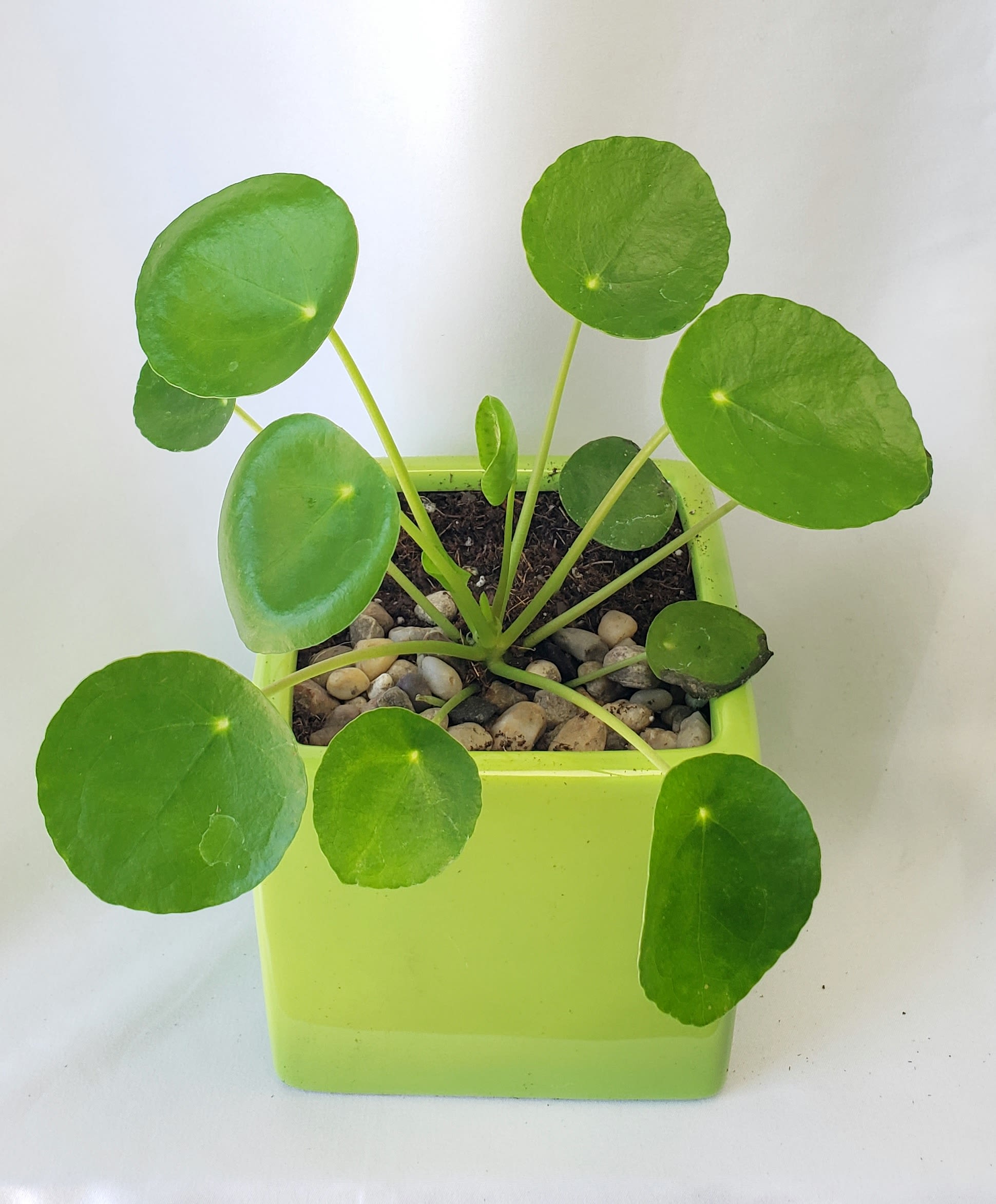 Potted plant with round green leaves in a lime-green square pot