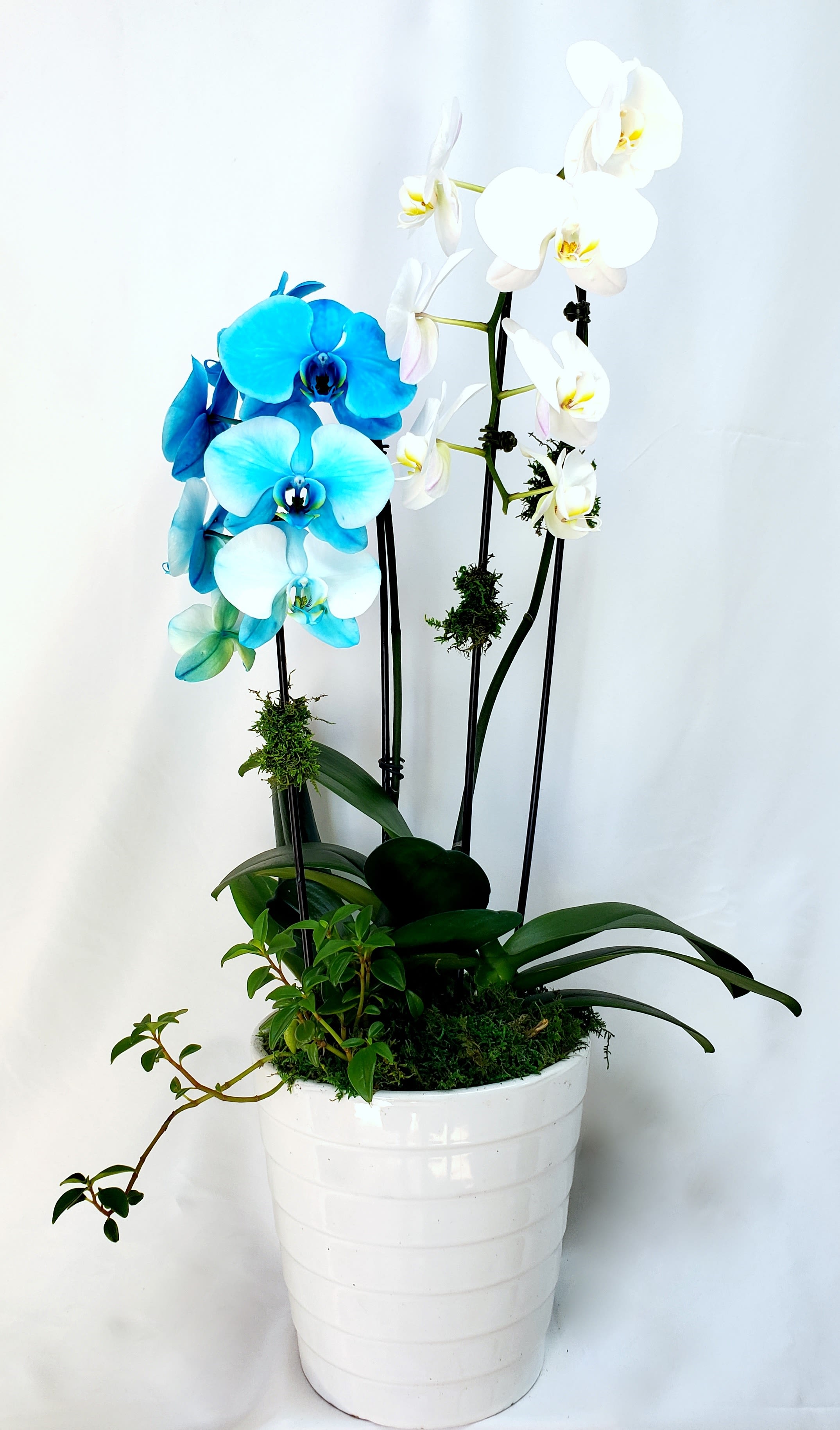 Tall blue and white phalaenopsis orchid plant in a white ceramic pot with trailing greenery.