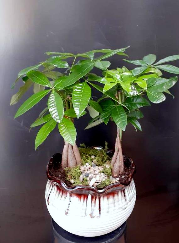 Two small potted money trees in a decorative ceramic planter