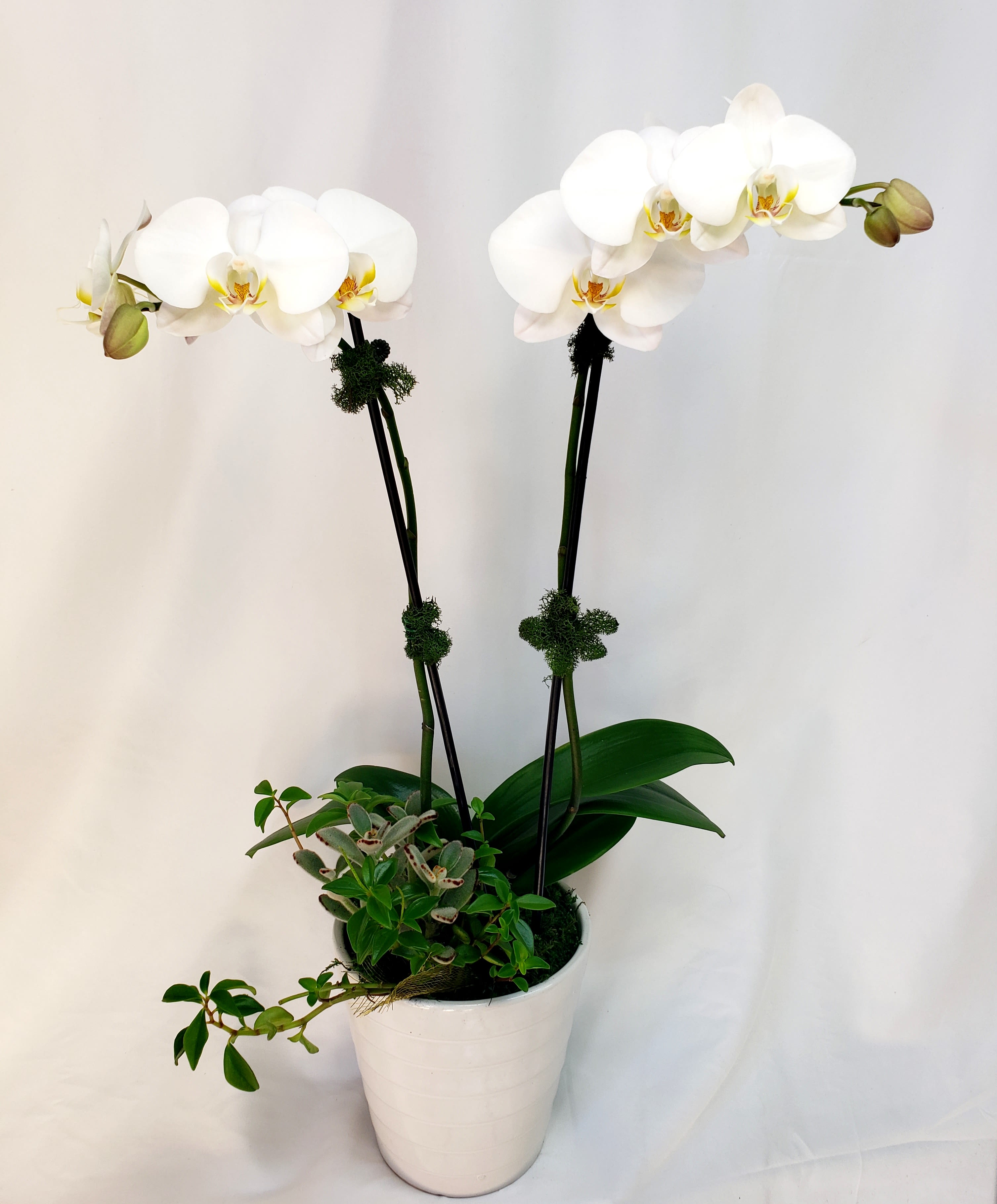 White orchid plant in a white pot with two tall stems