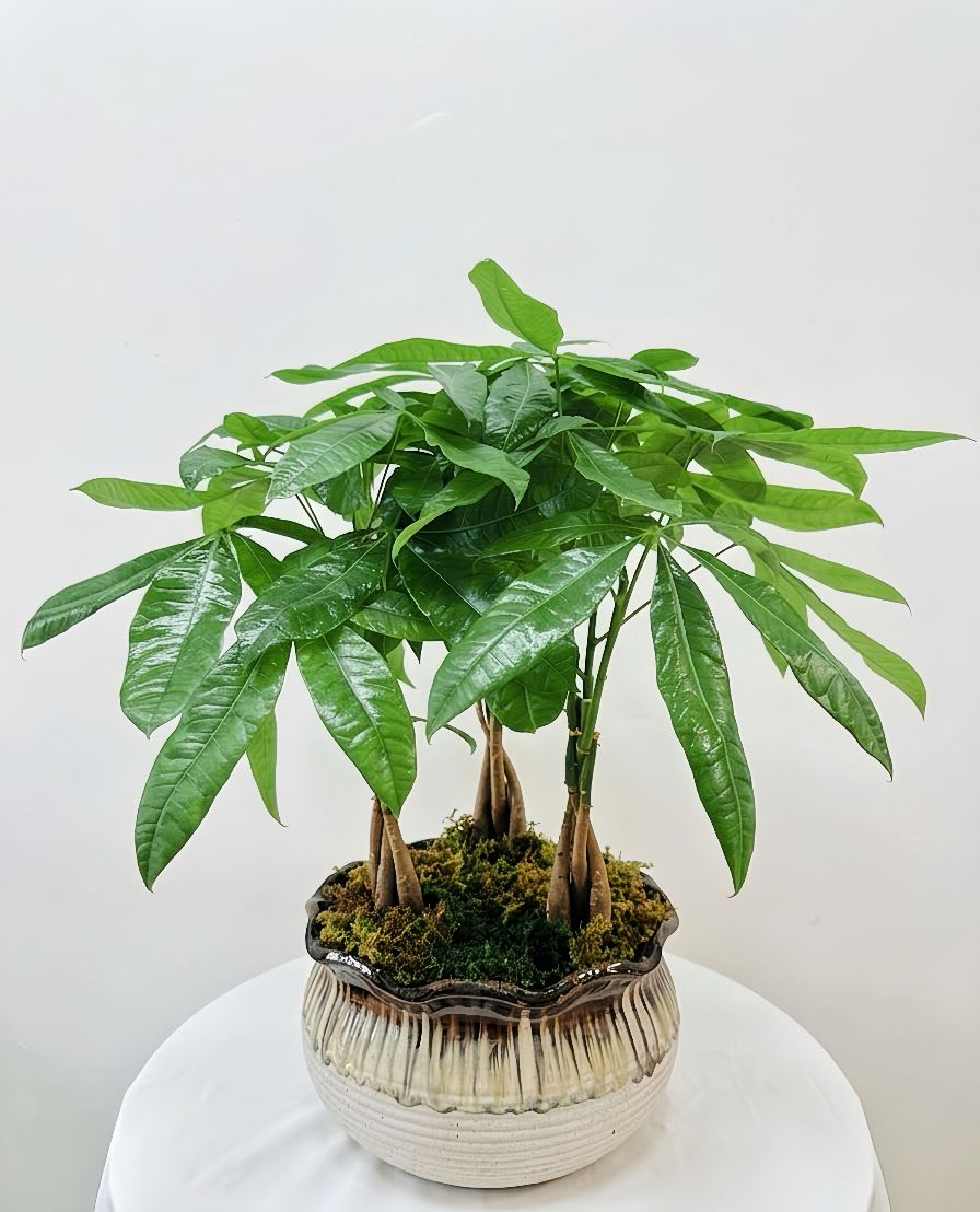 Money Overflow - 3 x 12" money trees in designed pot. Total height 20"