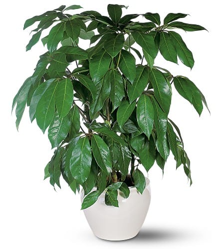 Potted green houseplant in a white ceramic pot