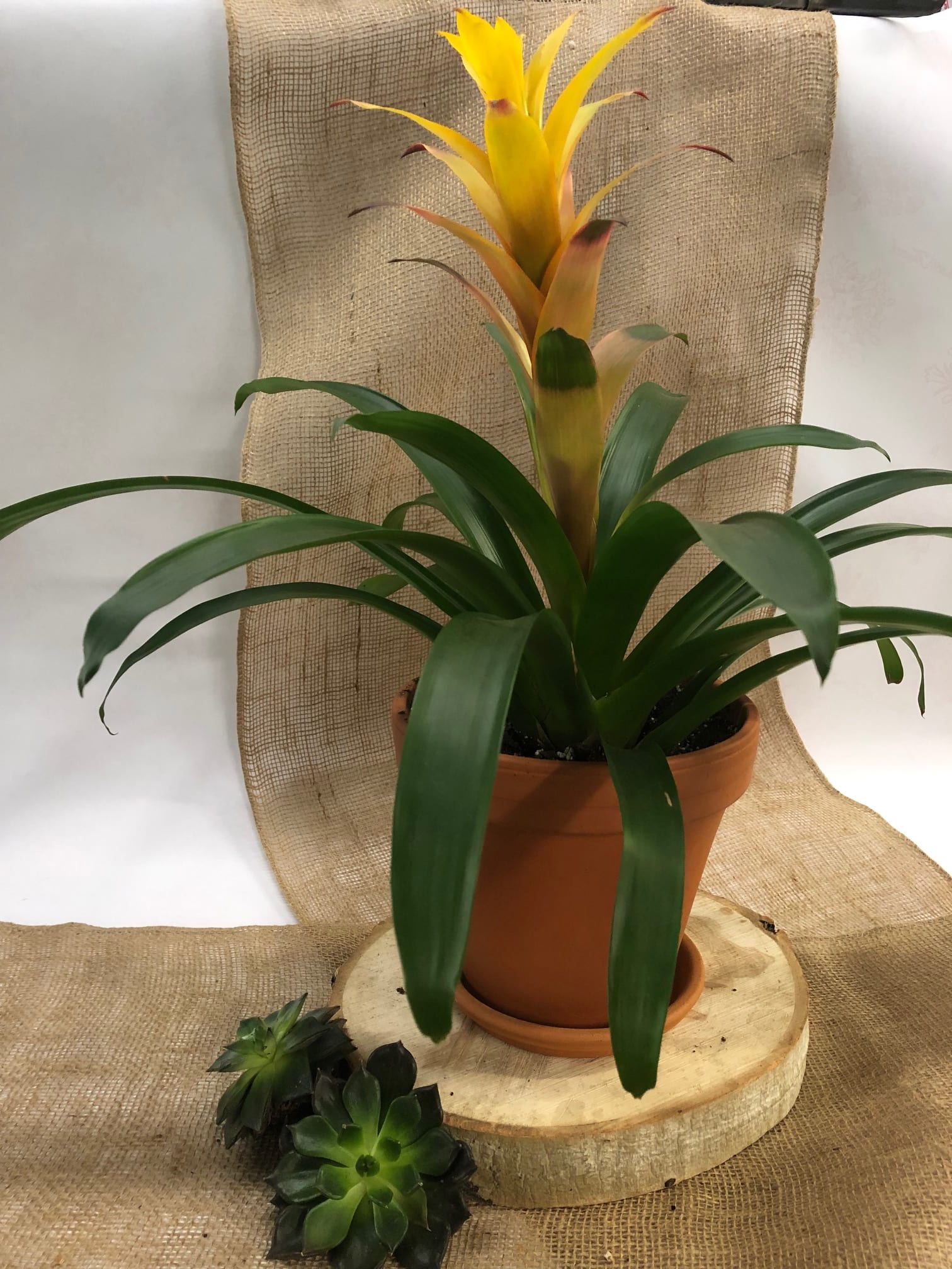 Potted bromeliad with a yellow flower spike and dark green leaves