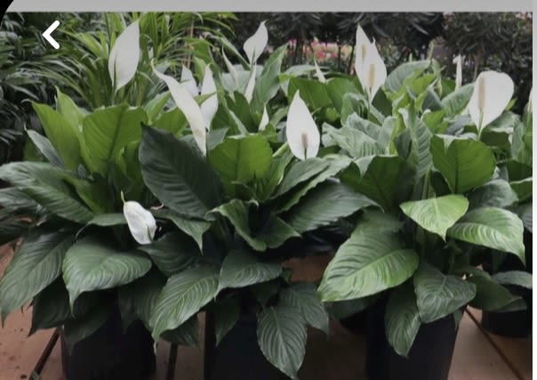 Potted peace lilies with white blooms and broad green leaves