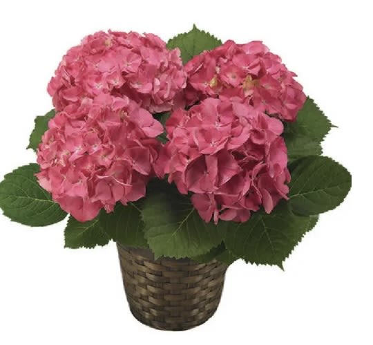 Pink hydrangea plant in a woven basket pot