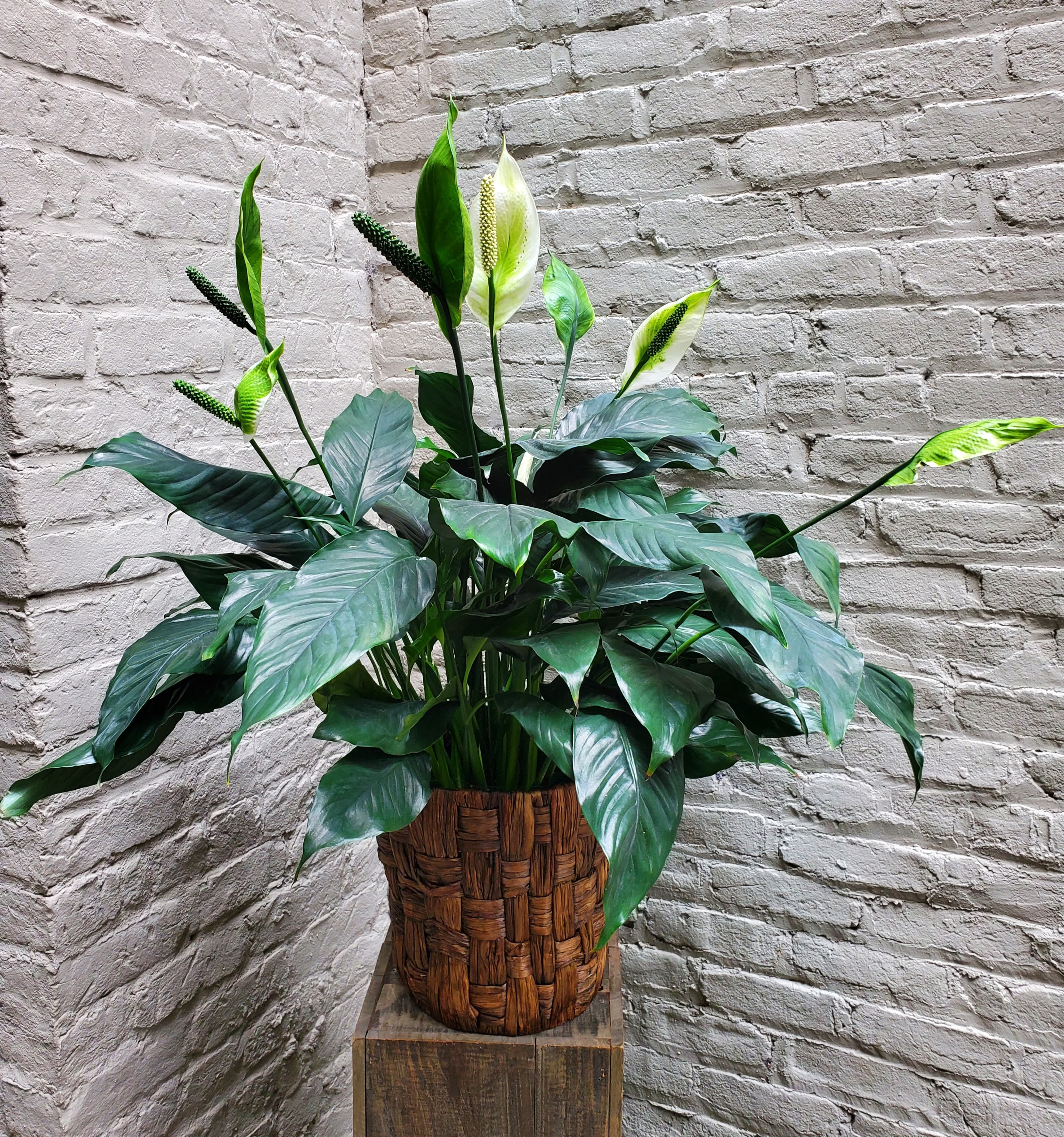 Potted Peace Lily Plant - With its deep glossy foliage and delicate white blooms, this lush potted peace lily plant brings calming elegance to any space -- whether as a sympathy arrangement, a thoughtful housewarming gift, or to share its simple beauty with someone you love.  Measures approximately 28"x28".   