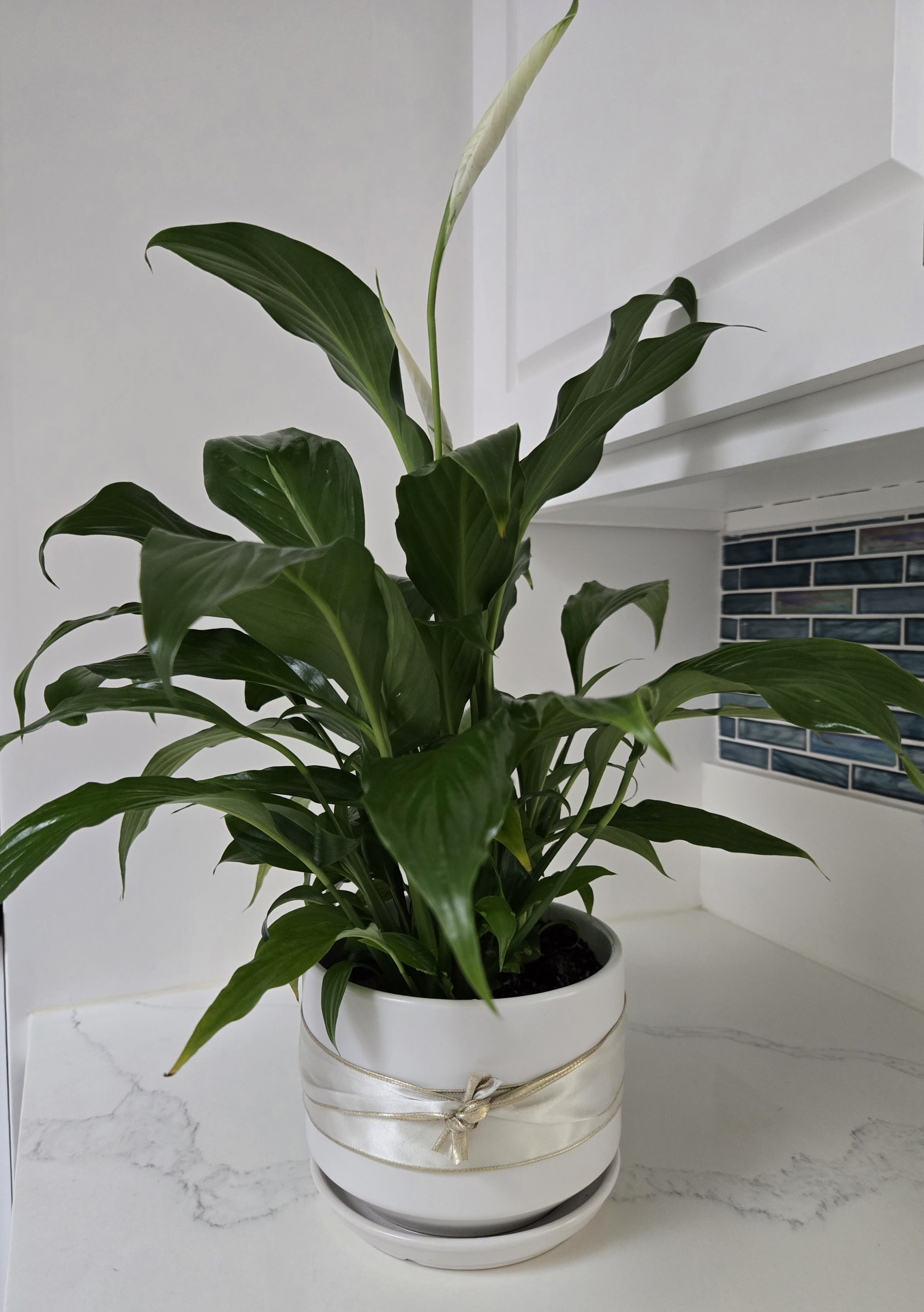 Spathiphyllum Plant - Send your condolences with this Spathiphyllum plant.  Displayed in a white pot.
