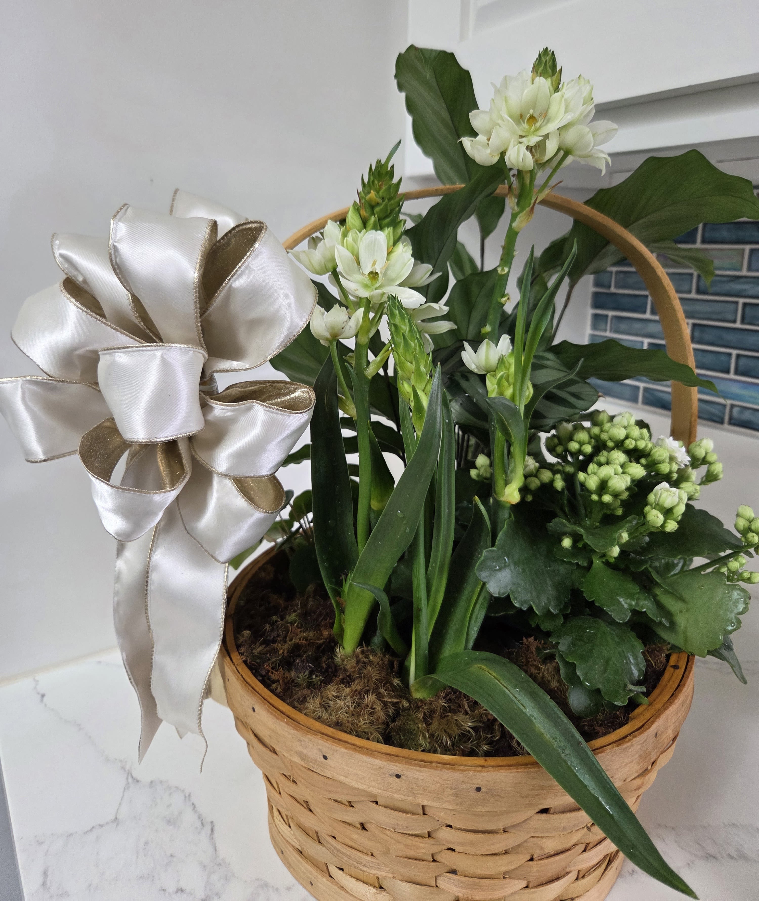 Multi Plant Basket - A variety of interesting plants in a basket for any occasion finished with an attractive bow. Popular as a sympathy gift.