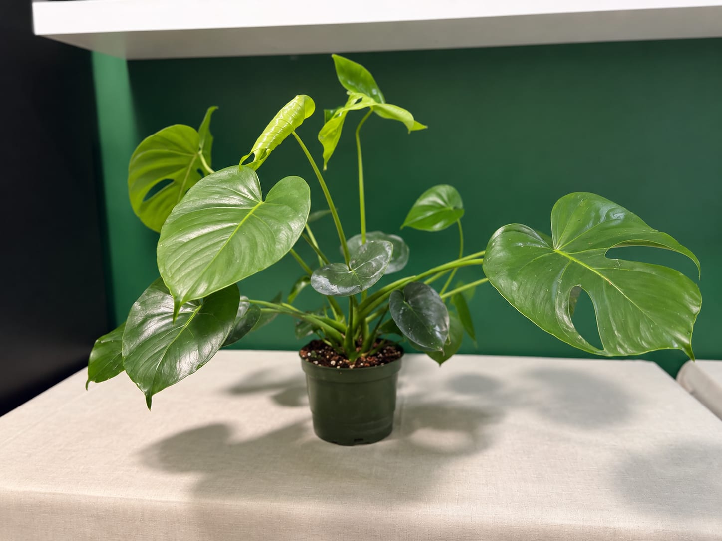 Monstera Deliciosa - A 6-inch pot of lush Monstera Deliciosa with large, naturally split leaves. This tropical houseplant is known for its bold, dramatic foliage and easy-care nature. Each plant is delivered in a decorative vessel and is ready to brighten any indoor space.
