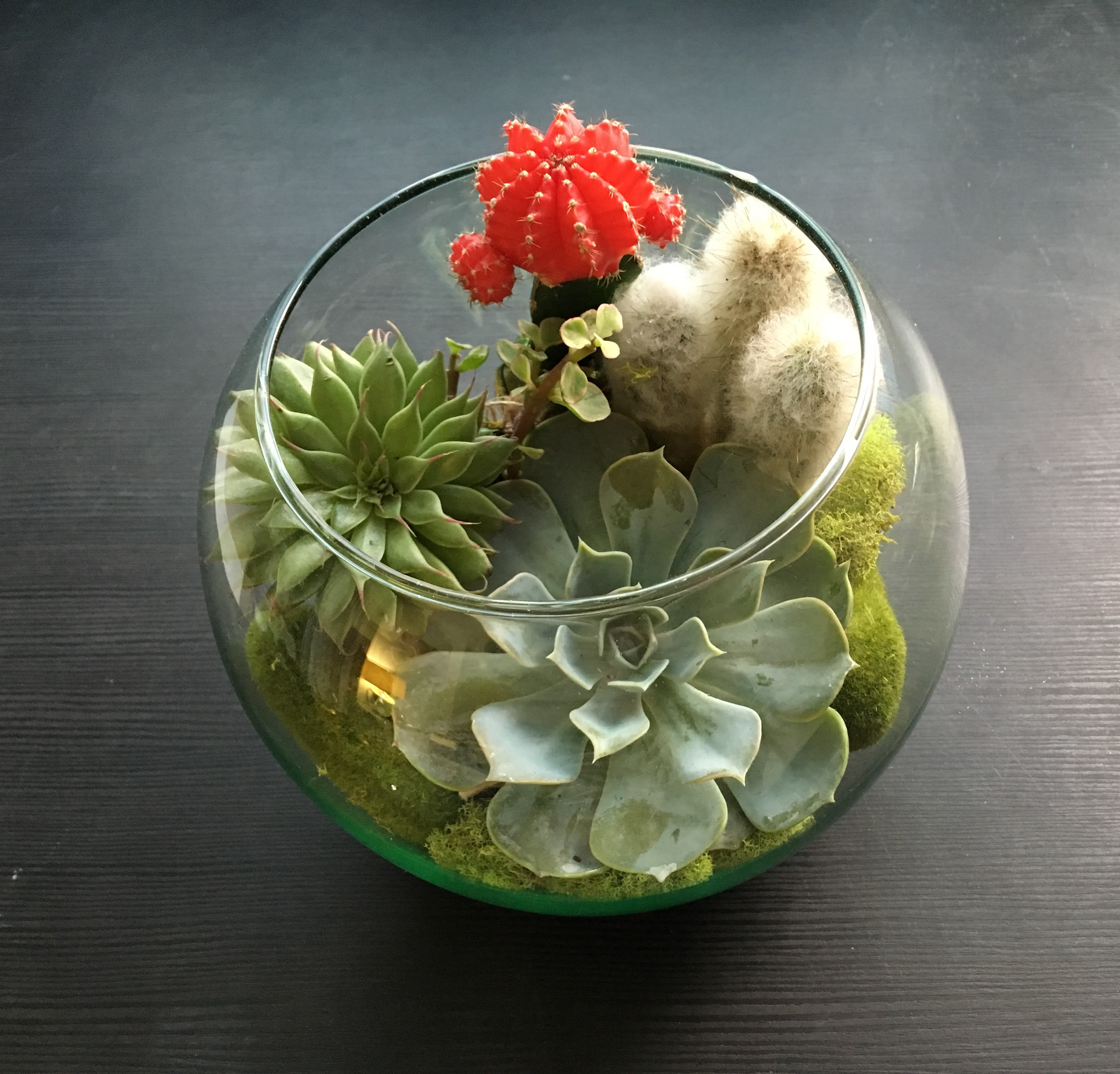 Desert Wind - Succulents , Cactuses in glass bubble ball vase