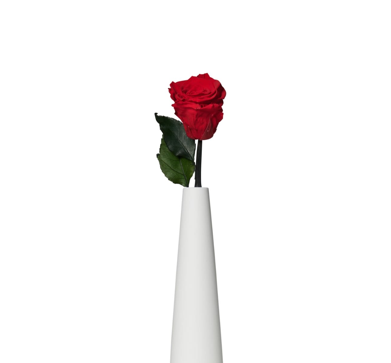 FOREVER  Single Rose of Love  50 CM - Premium preserved roses  in assorted colors ,beautiful presentation to last for a 2-3 years .A perfect expression of lasting elegance and refined luxury , Approximately 50 cm. 