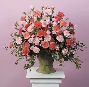 Large urn arrangement of pink and coral carnations on a pedestal against a pink background