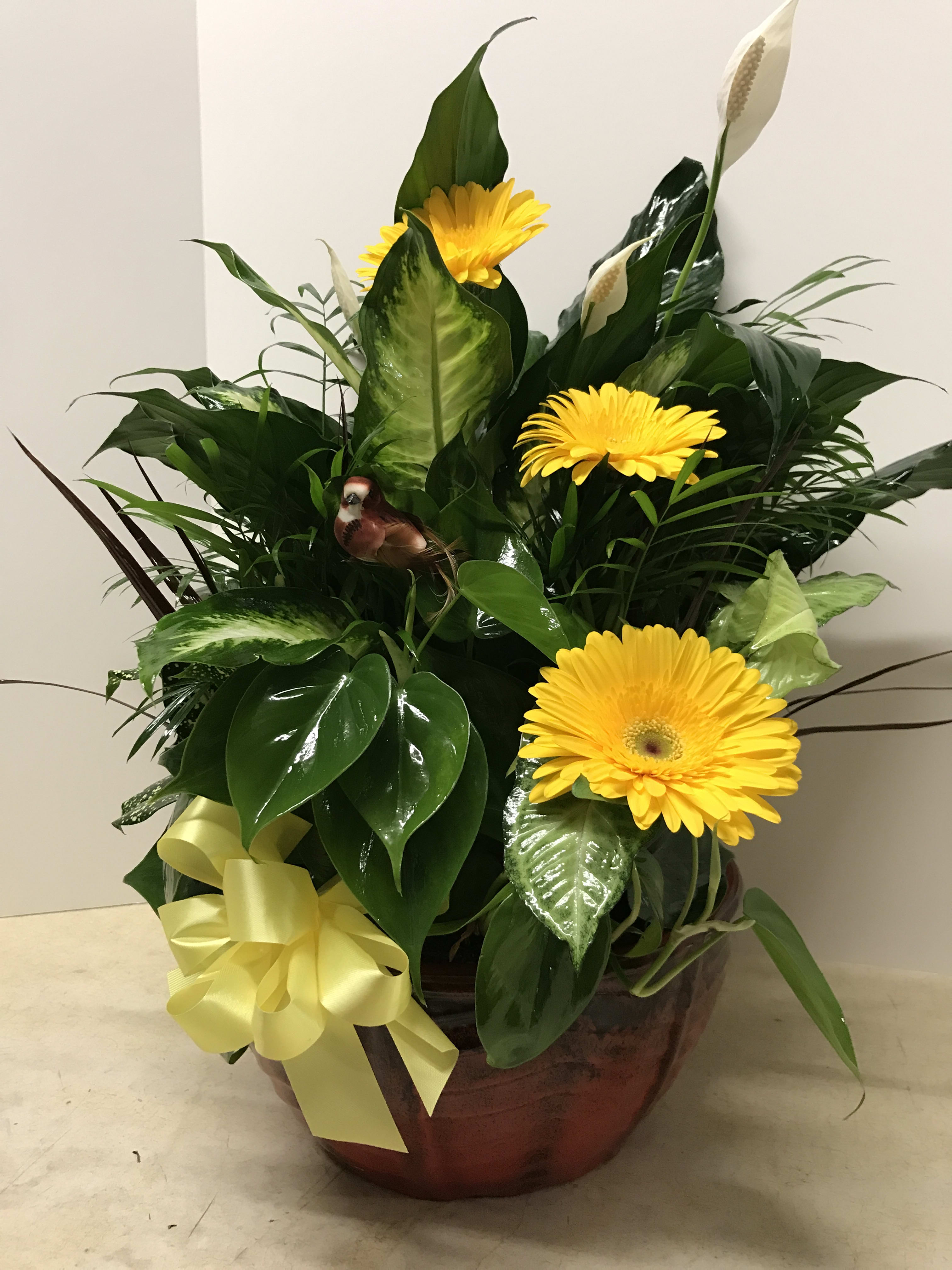 Yellow gerbera daisies in a leafy arrangement with a yellow ribbon in a pot