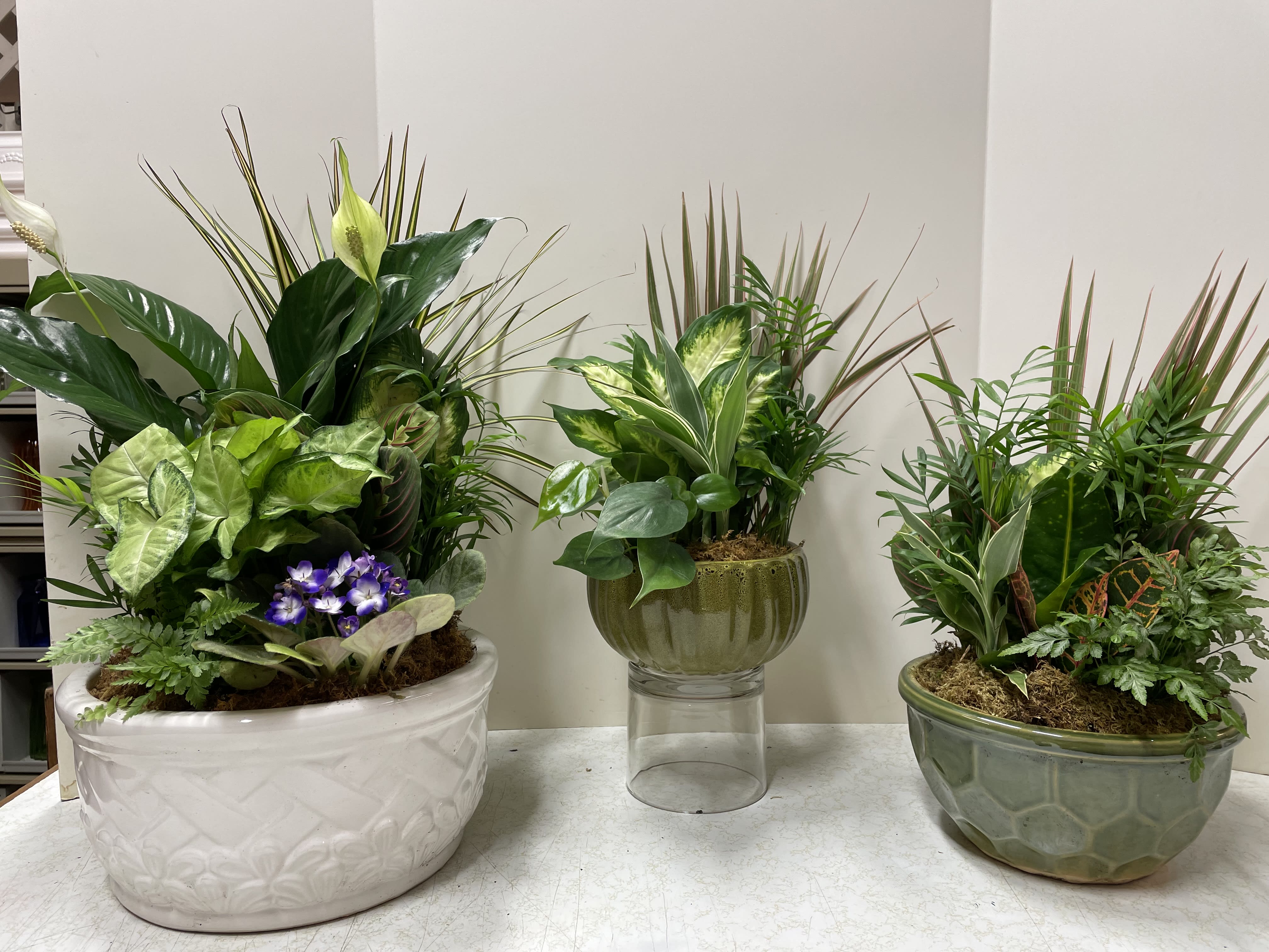 Dish Garden of Assorted Green Plants - Standard, Deluxe, Premium  - This selection contains a variety of plants ranging from dracaena, peperomia, prayer plants, ivy, palms, ferns, mosses, peace lilies, and others, arranged in a beautiful container.  The majority are in ceramic containers and vary in price from $49.95 (small), $59.95 (medium), and $74.95 (large).  It is a fitting way to communicate feelings of friendship and affection as a gift for someone you love...and also a wonderful accent to your own home's interior. 