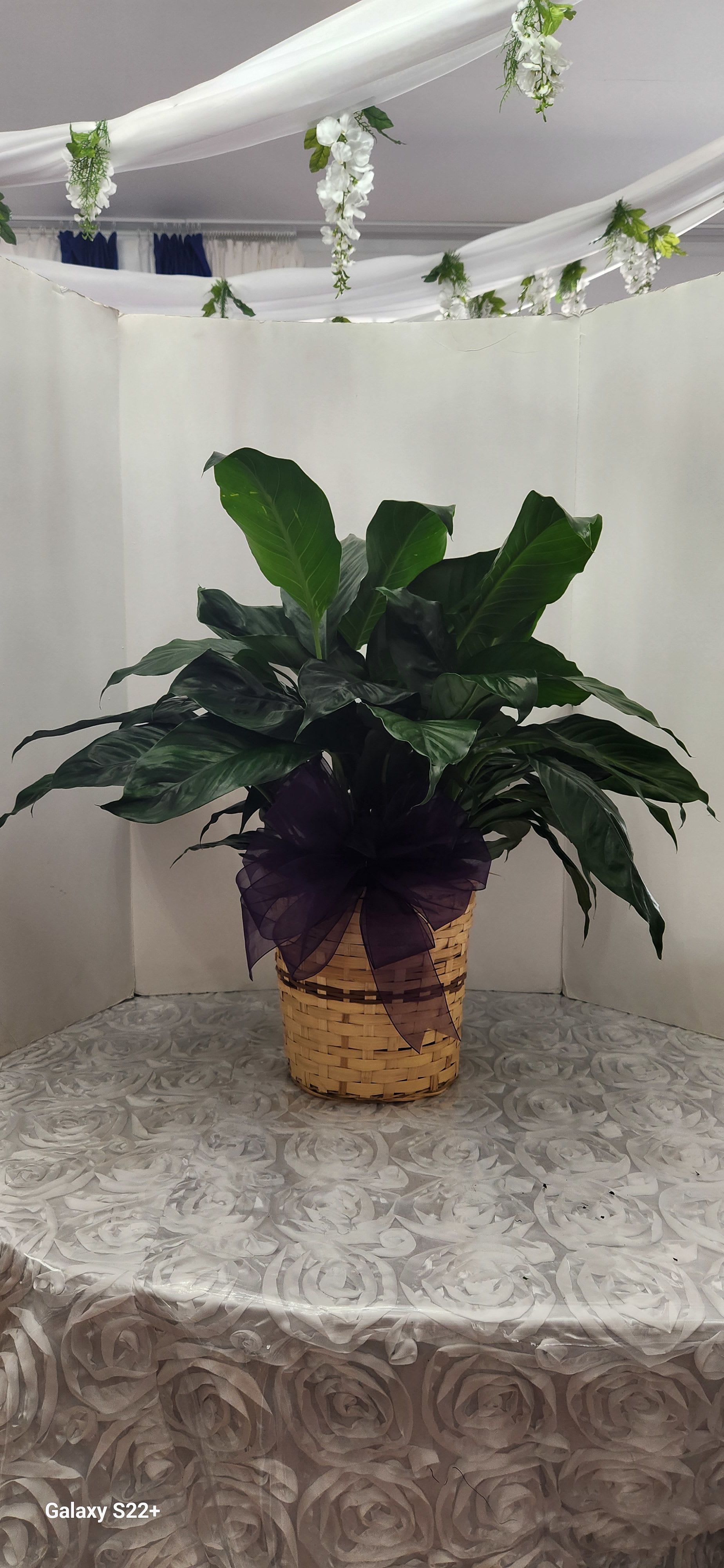 Potted green plant in a woven basket with a purple ribbon