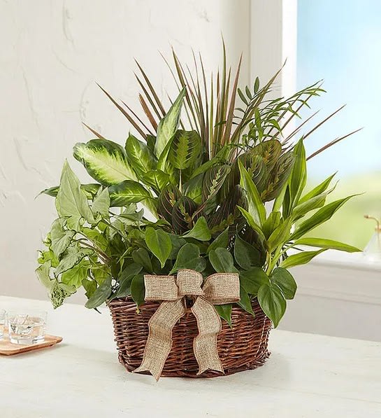 Mixed green houseplants in a wicker basket with a burlap bow