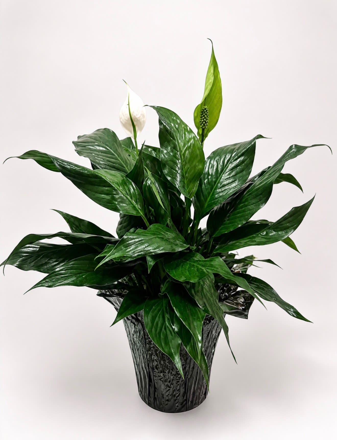 Peace Lily-6 inch - This 6-inch Peace Lily features glossy, dark green foliage and elegant white blooms that bring a touch of tranquility to any space. It comes in a decorative black grower pot, making it perfect for both home and office or easily transferred to a basket.