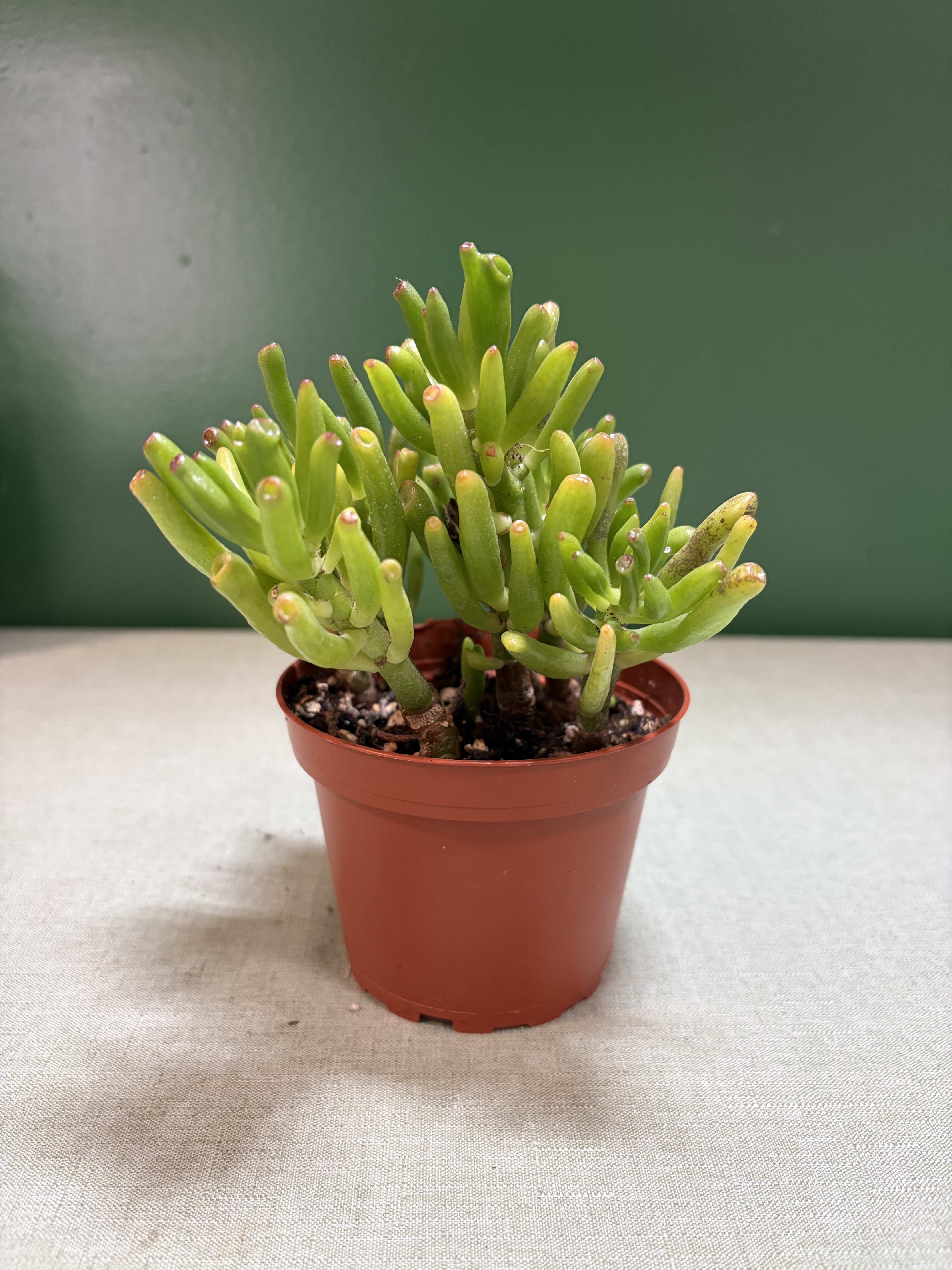 Small potted succulent with thick green finger-like leaves