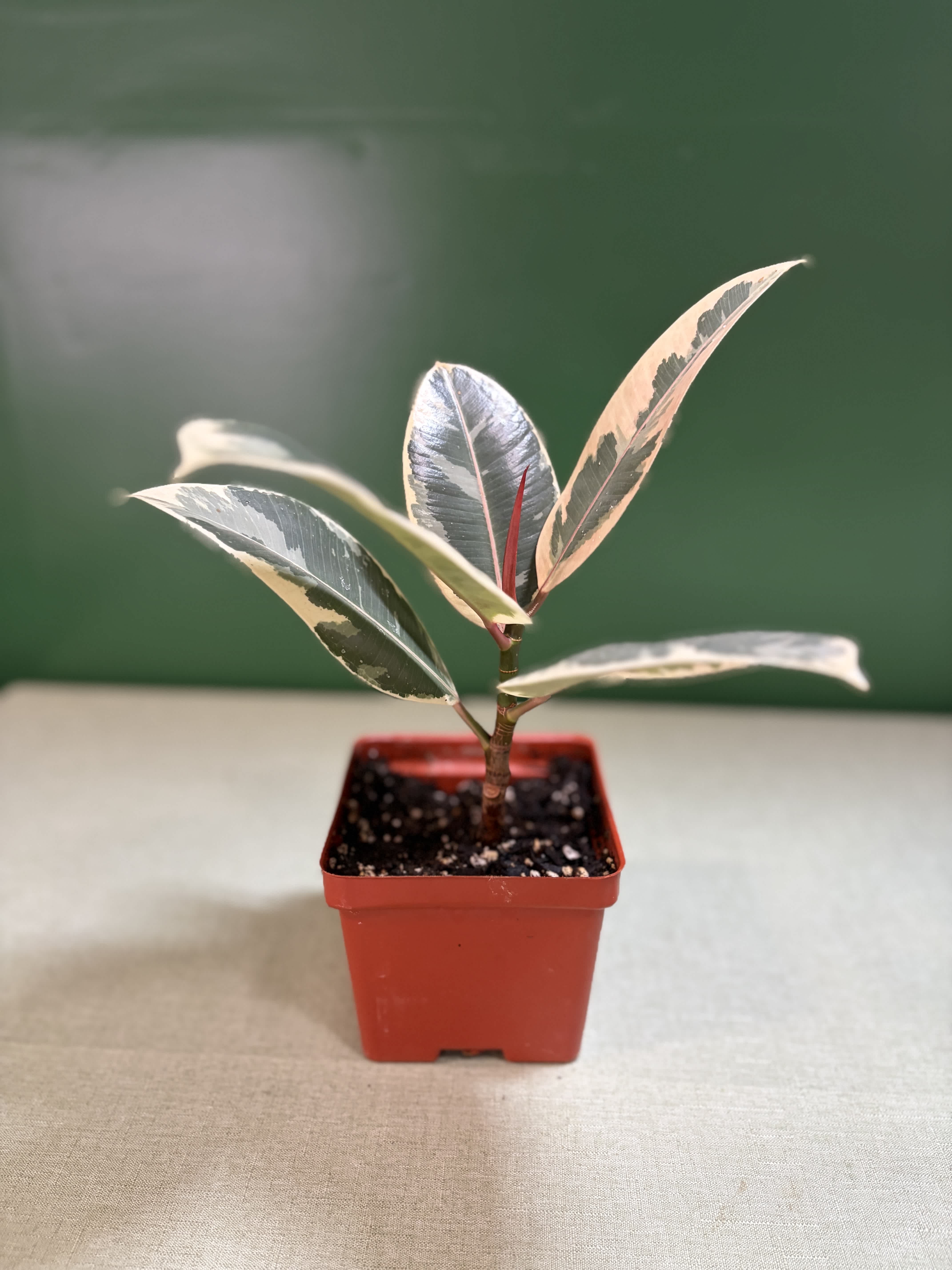 Variegated rubber plant in a small red plastic pot