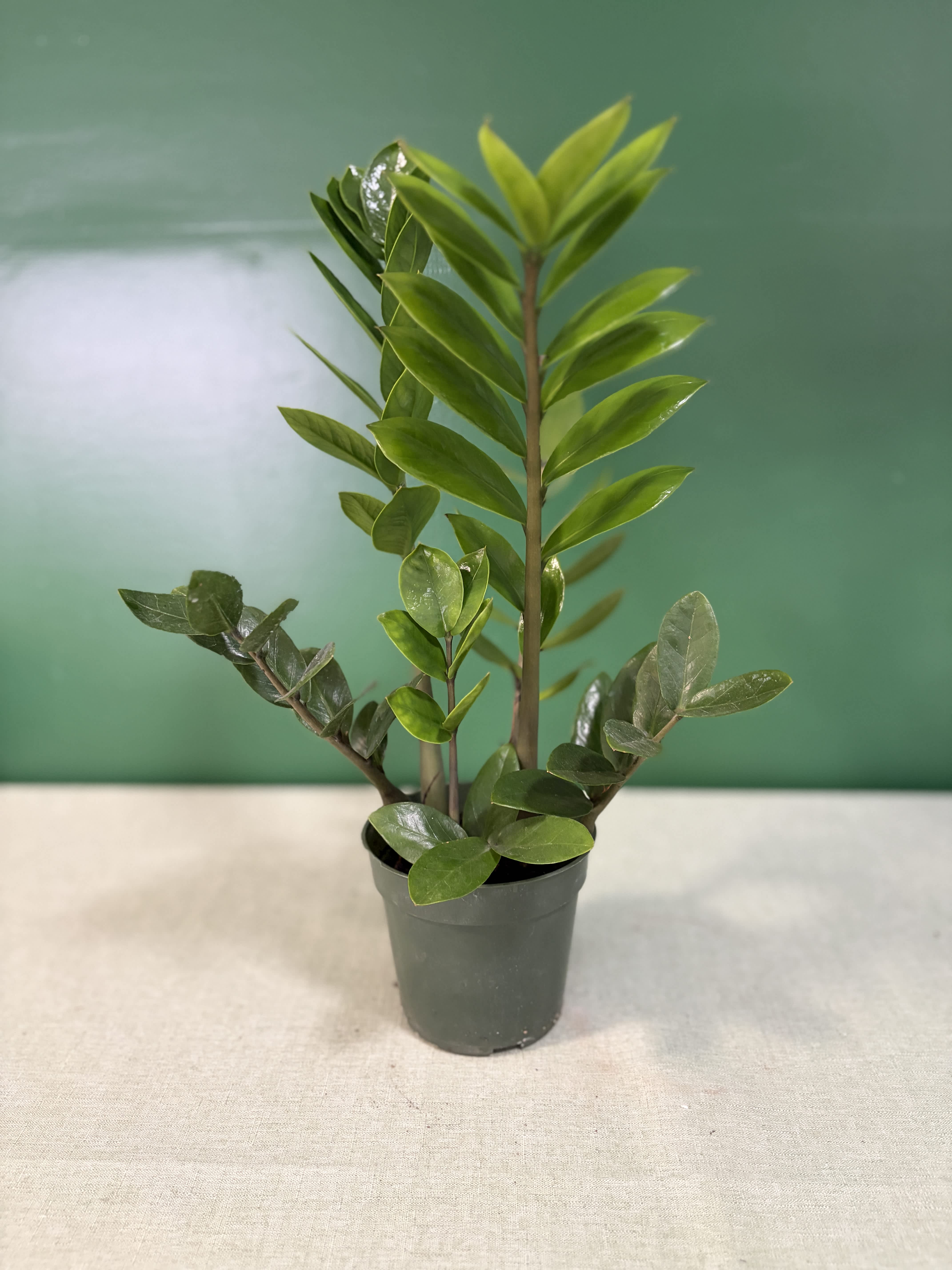 Potted green plant with glossy oval leaves in a black nursery pot