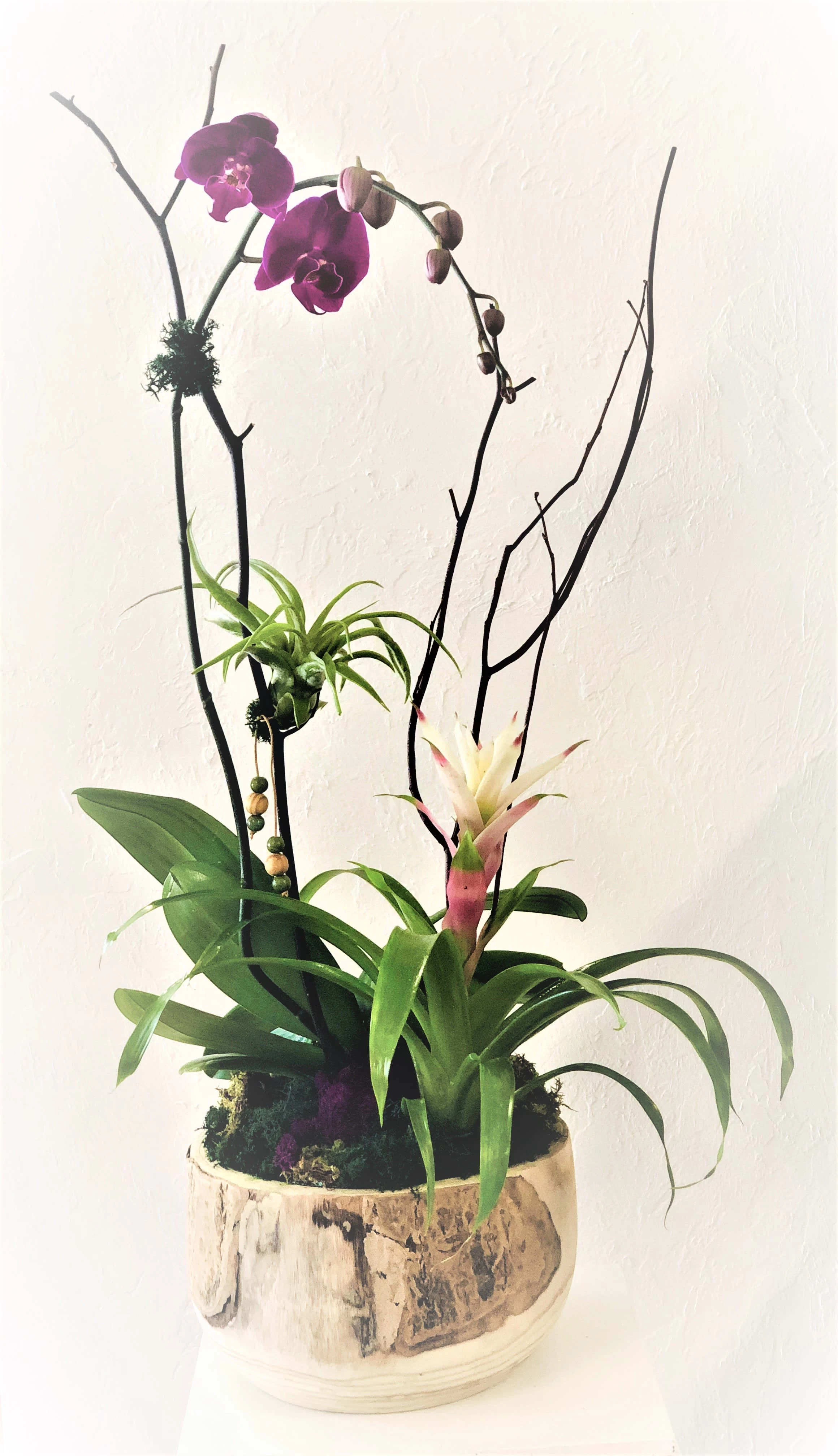 Orchid Bowl - Elegant and artistic Yucca bowl (10"x 8") filled with live Phalaenopsis plant.