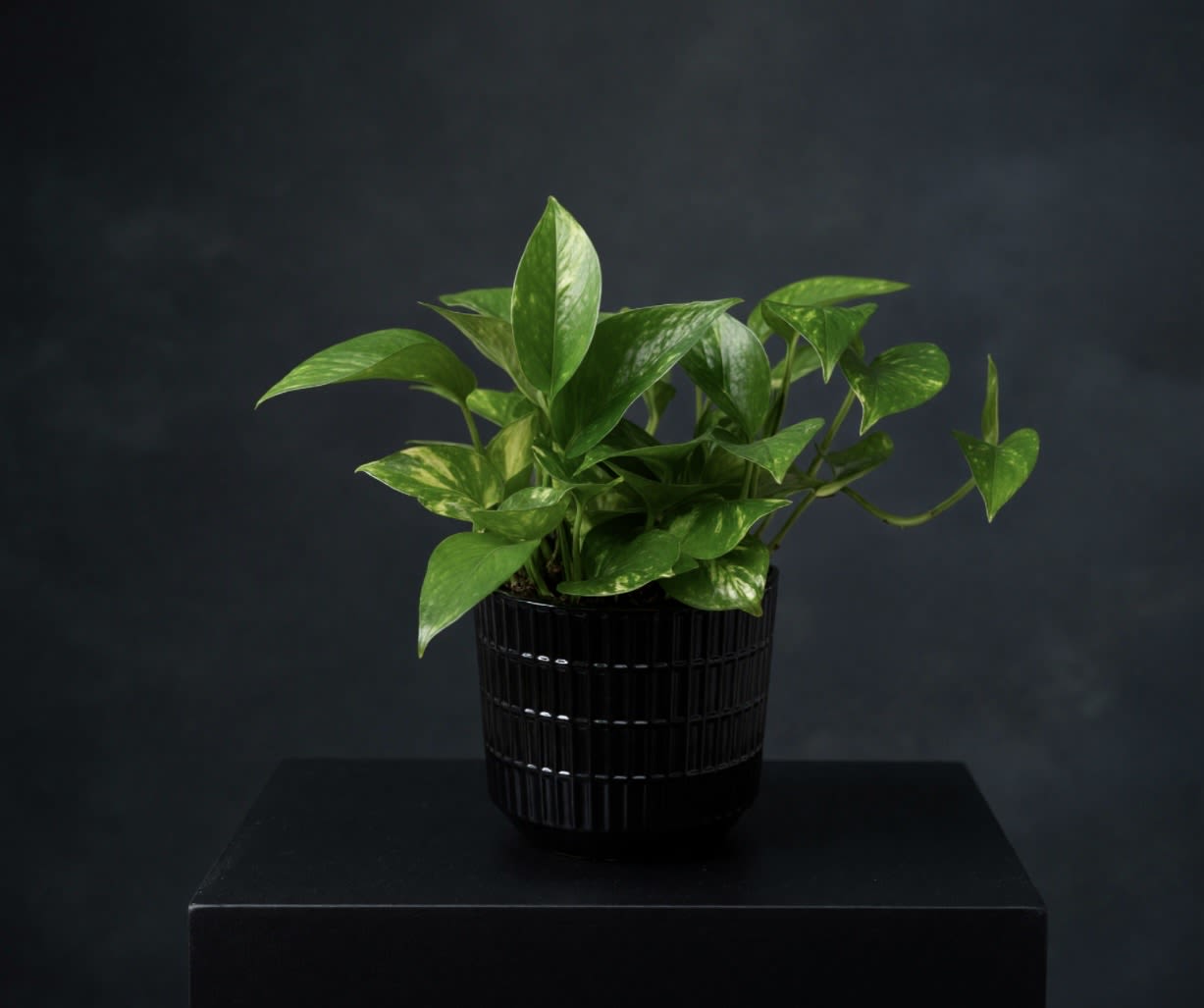 Pathos (Container vary) - Beautiful green pathos plant in an earthy ceramic vase. I like moderate to indirect sunlight. Suitable for countertop, desk, patio  and great to add to your home decor. Container may vary.