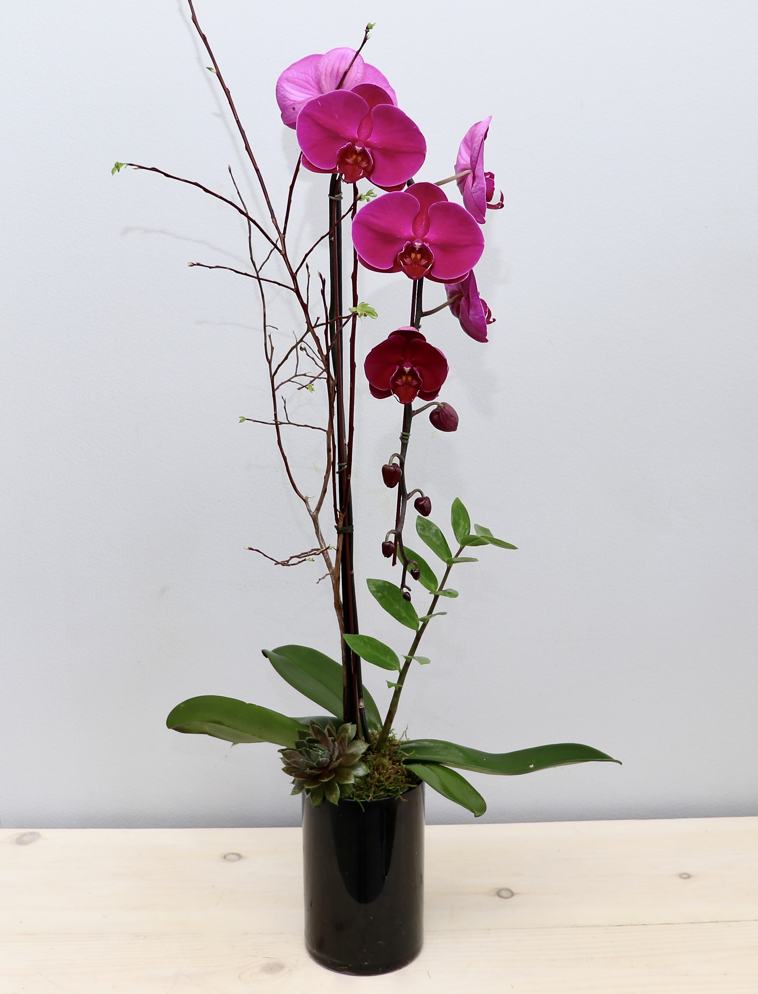 Tall pink orchid plant with a succulent in a black cylinder pot