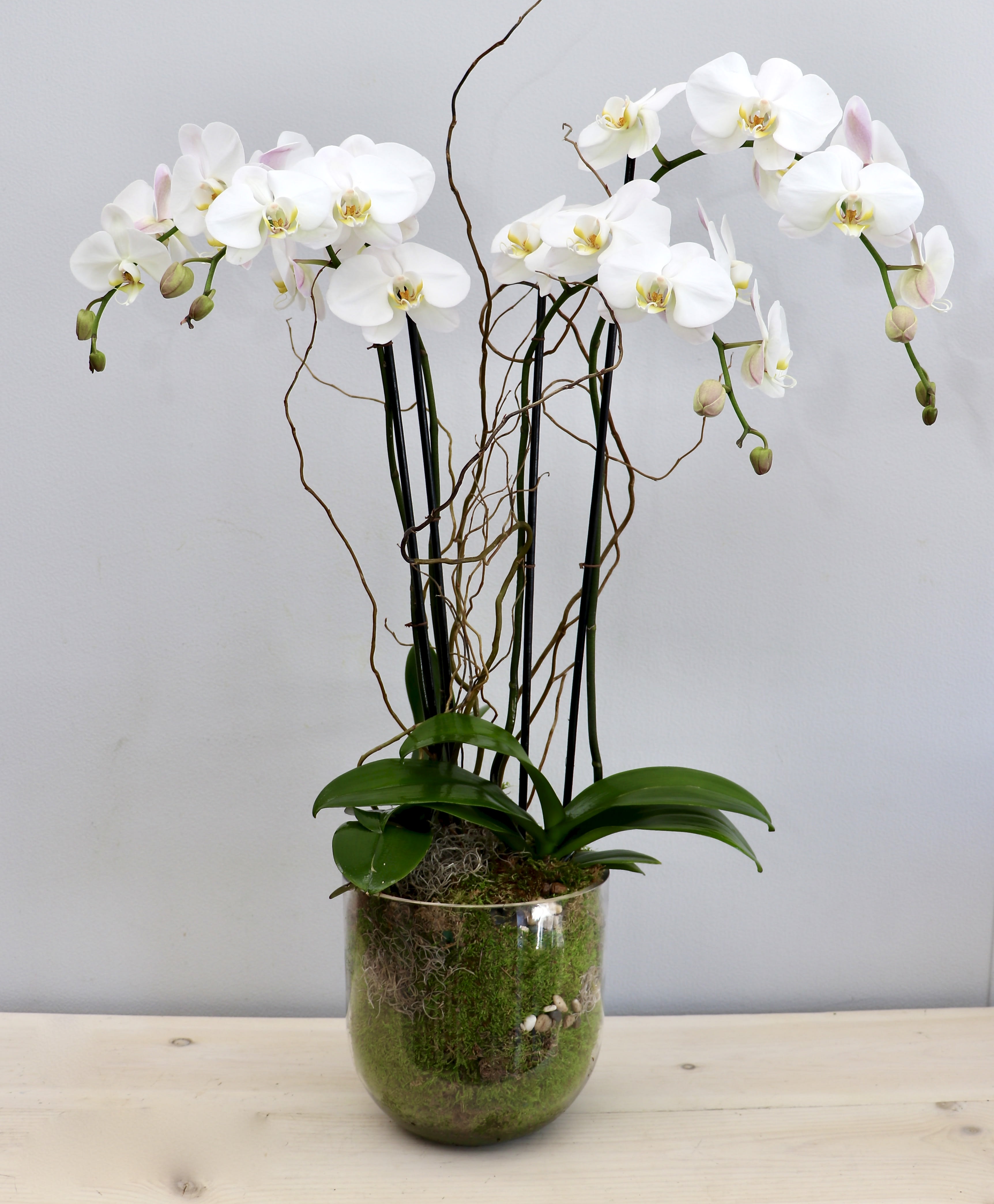 Tall white phalaenopsis orchid plant with moss in a clear glass vase