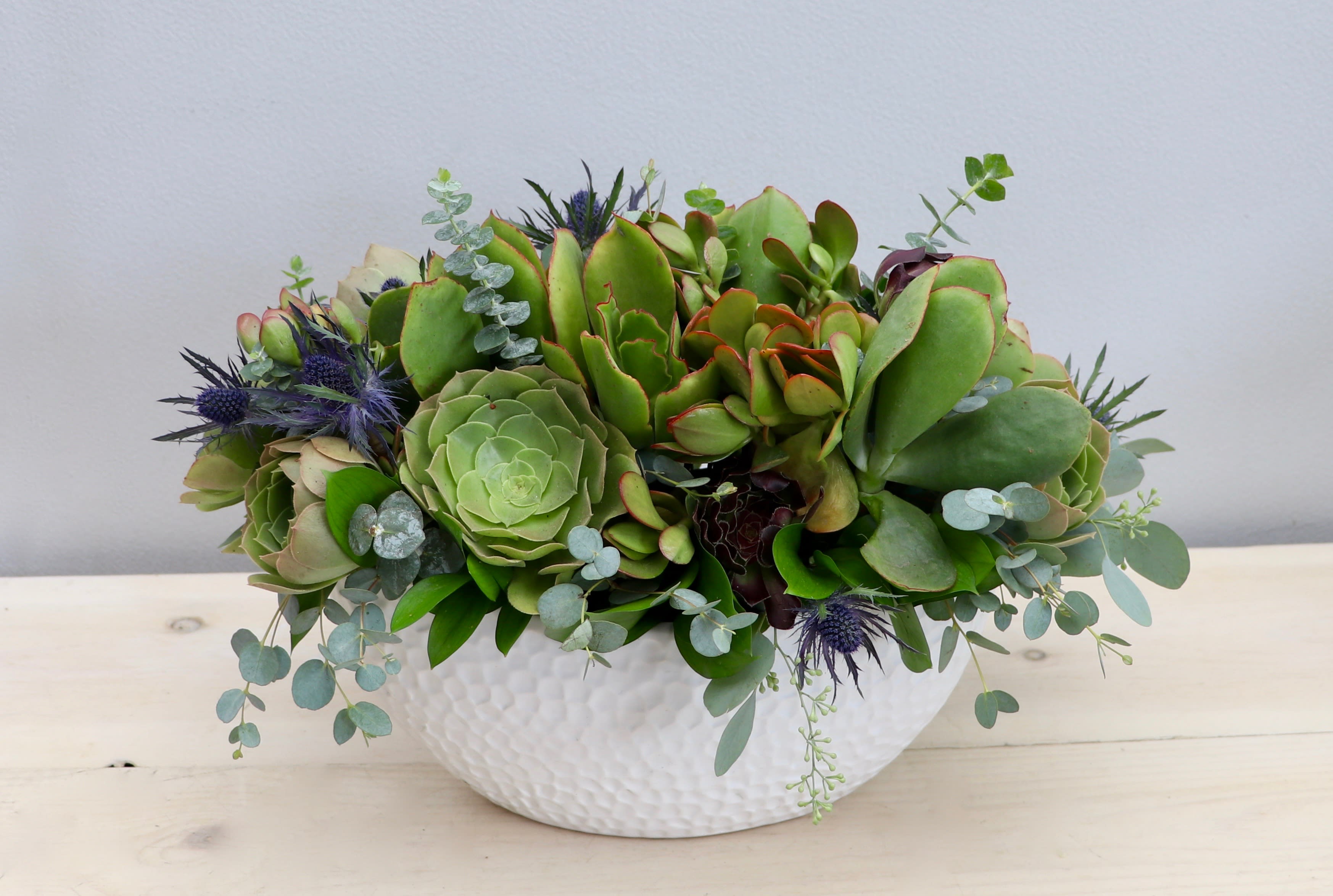 Low succulent arrangement with mixed green plants in a white textured bowl