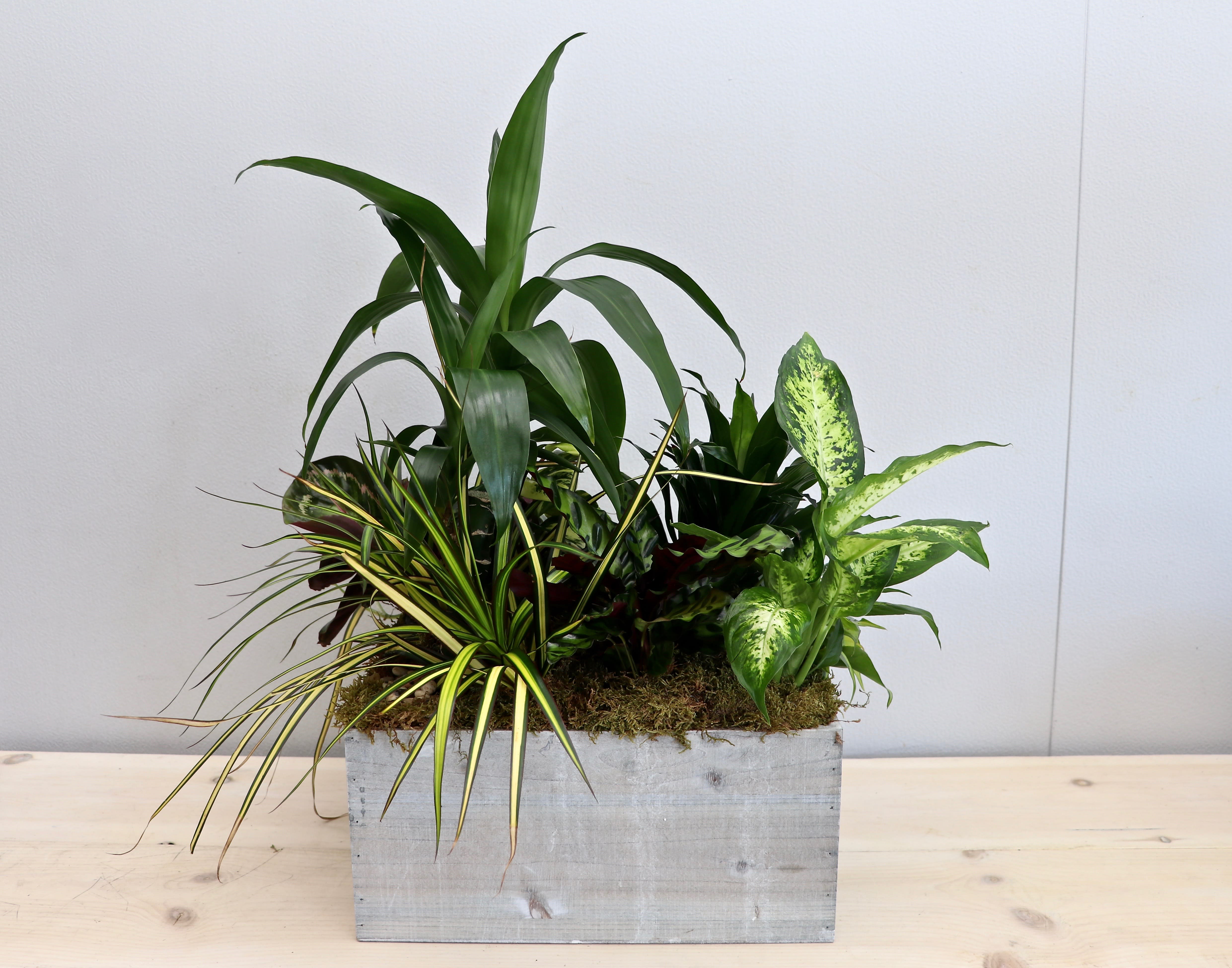 Assorted green houseplants arranged in a rectangular wooden planter box