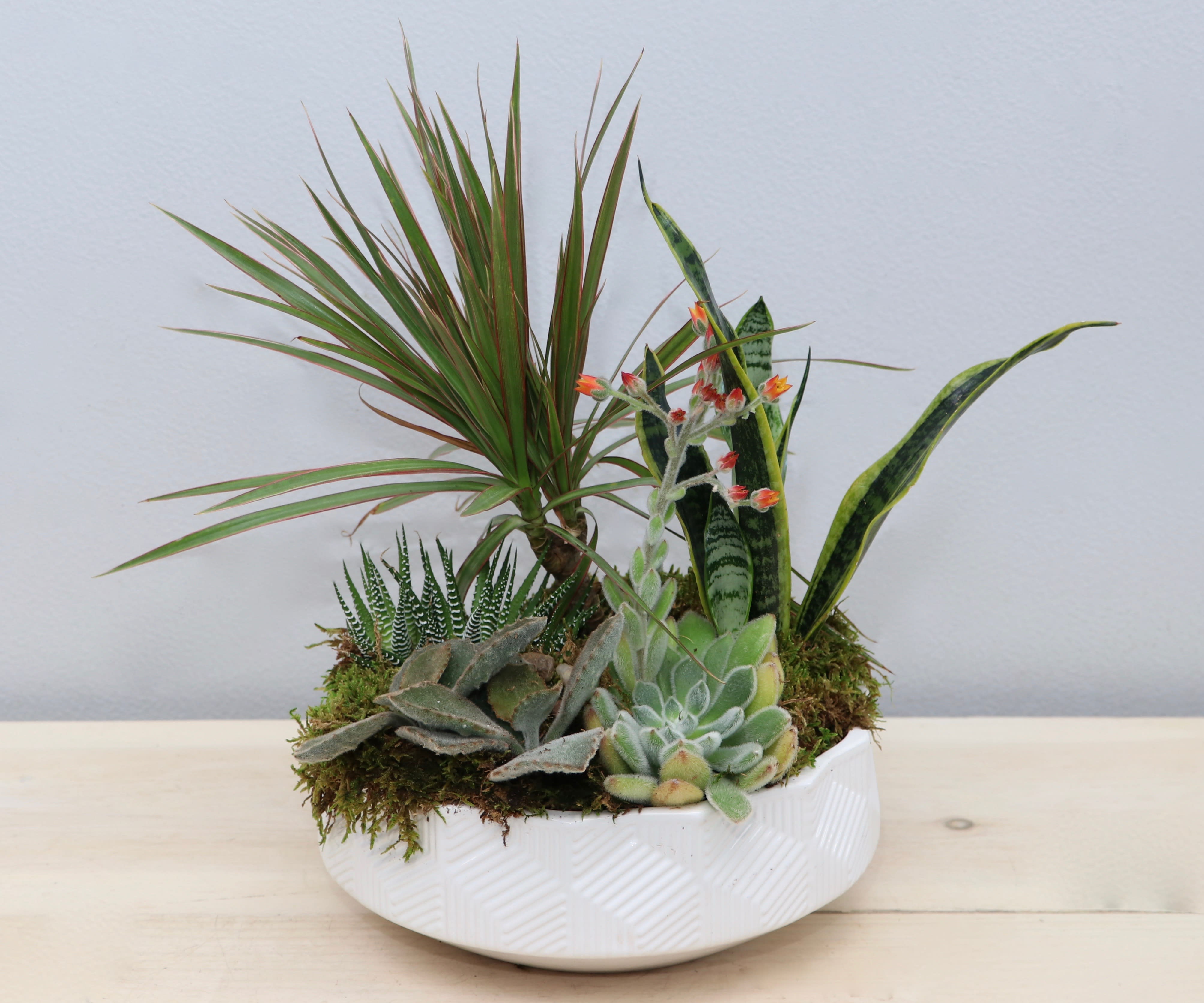 Dish garden of assorted succulents and houseplants in a low white ceramic bowl