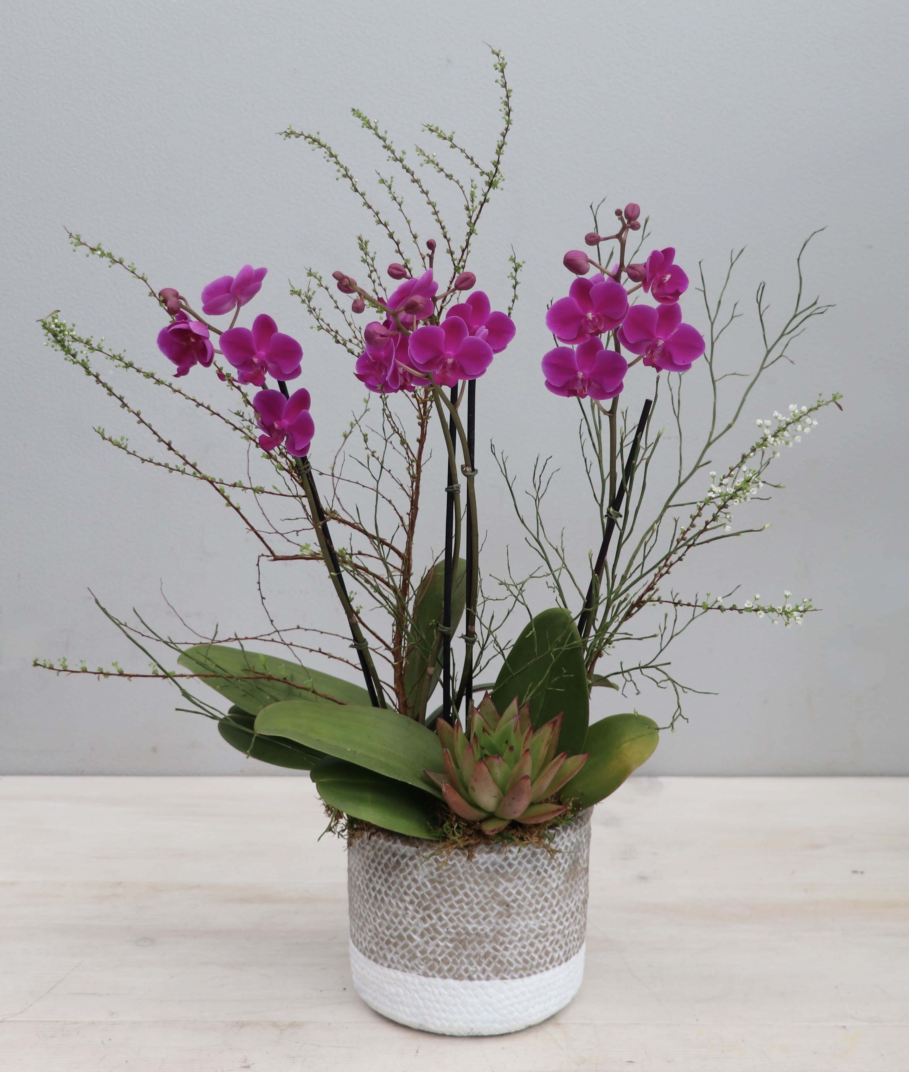 Potted display of bright fuchsia orchids with a green succulent in a gray and white textured container