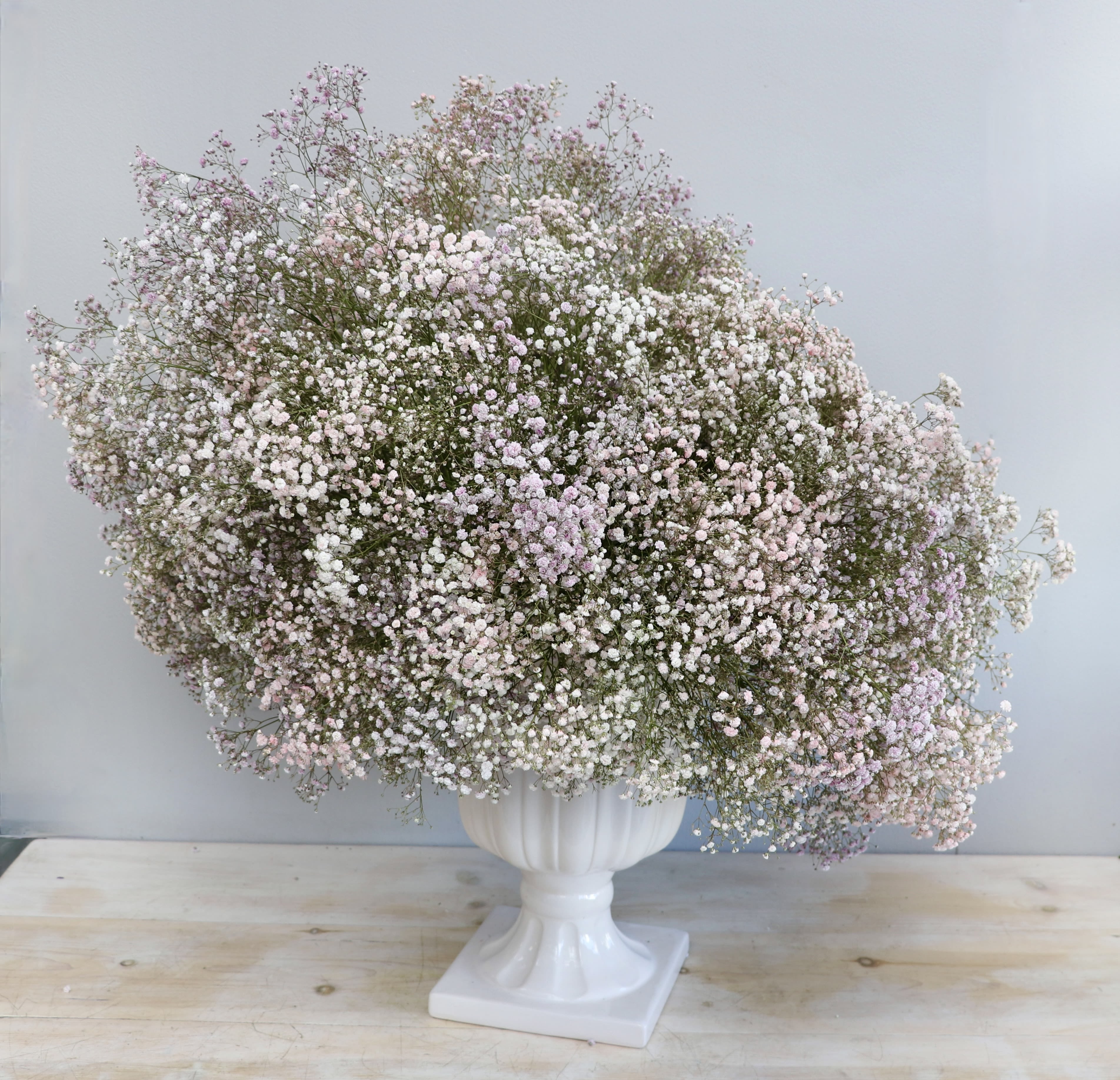 Large cloud-like arrangement of pastel baby’s breath in a white pedestal urn