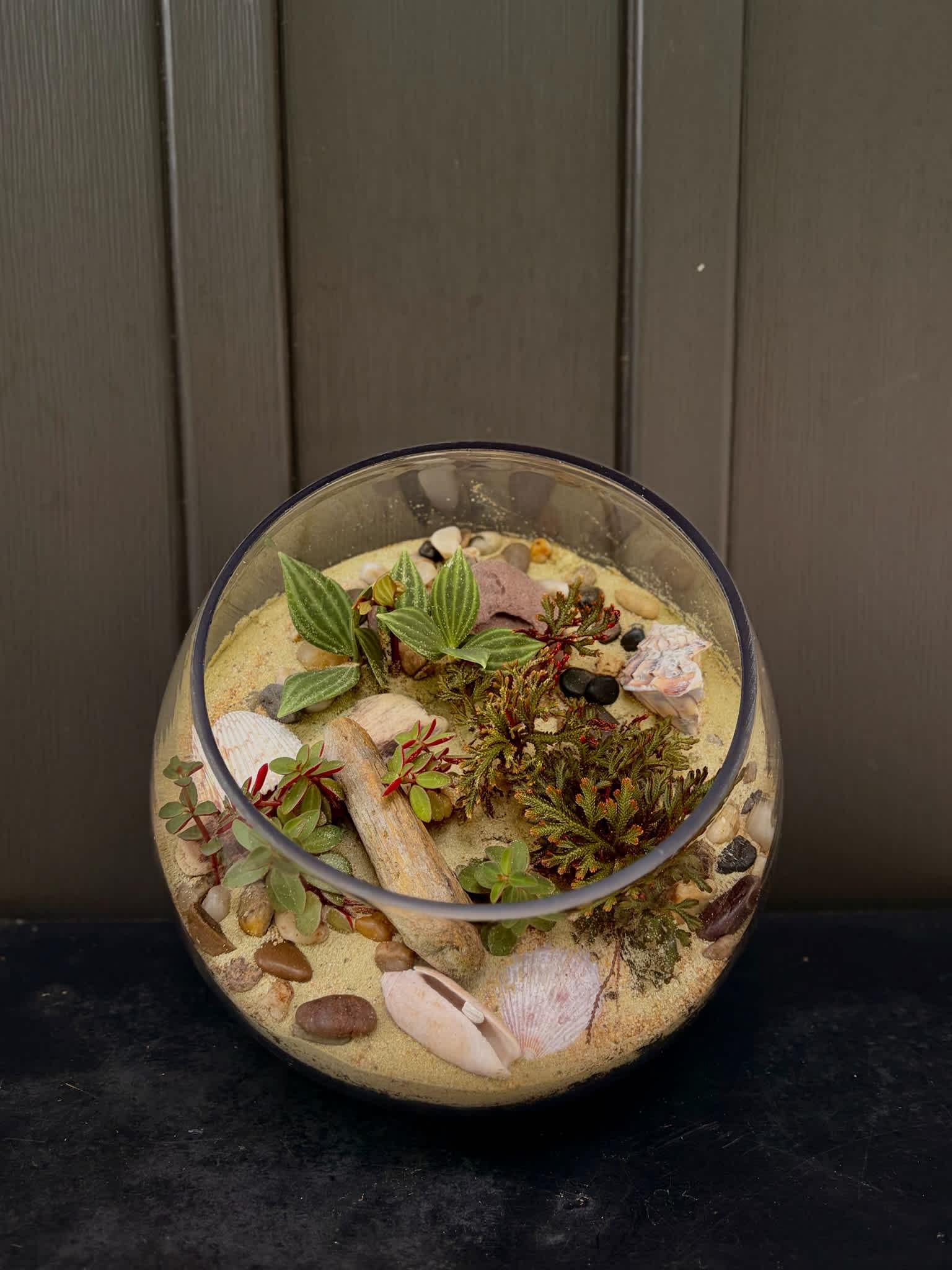 Glass bowl terrarium with small succulents, sand, shells, and pebbles